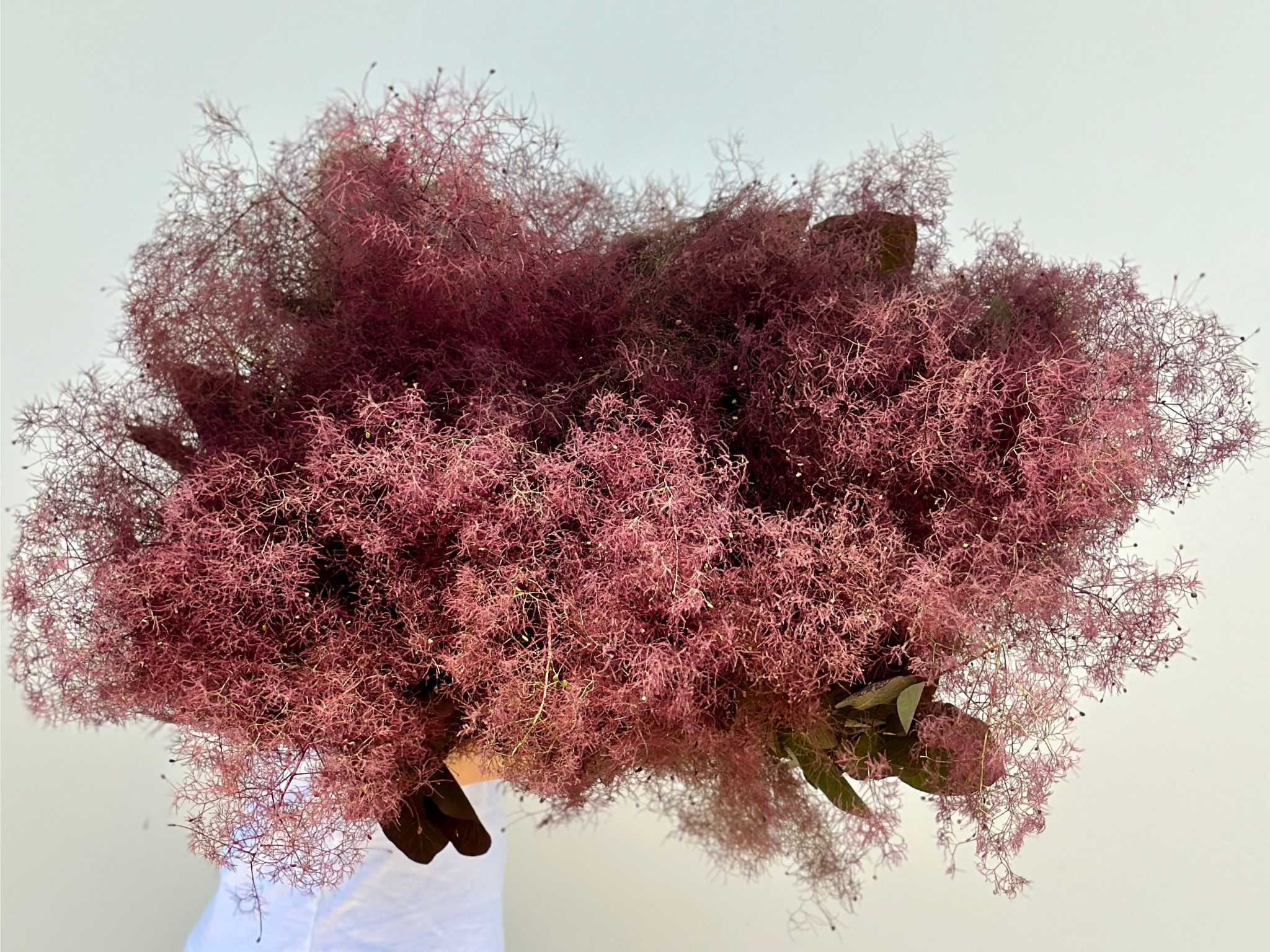 Beija Flor What Flowers Are Available in December