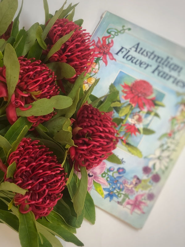 WARATAH - SEASONAL DELIGHT