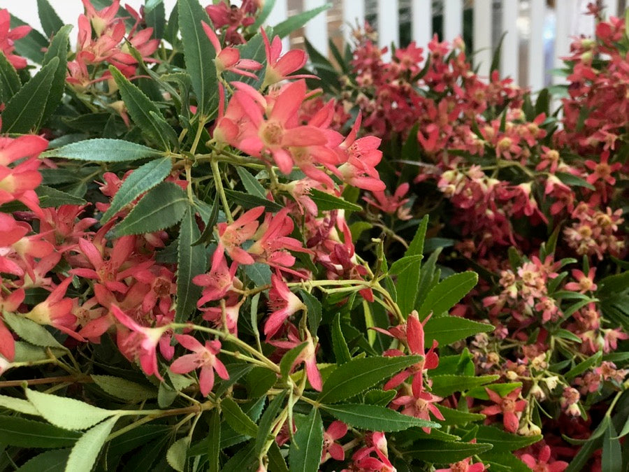 Beija Flor's Festive Treat: Christmas Bush