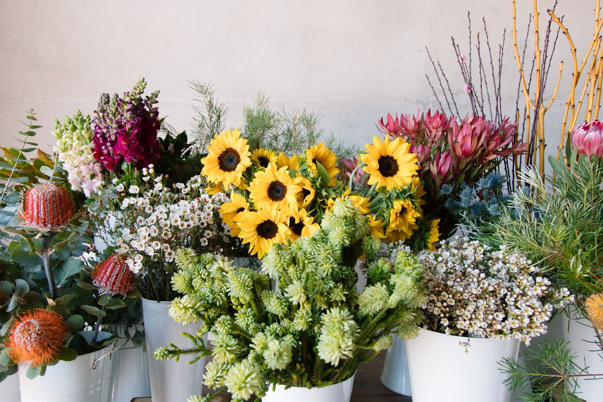 Beija Flor Darwin Sunflower Collection