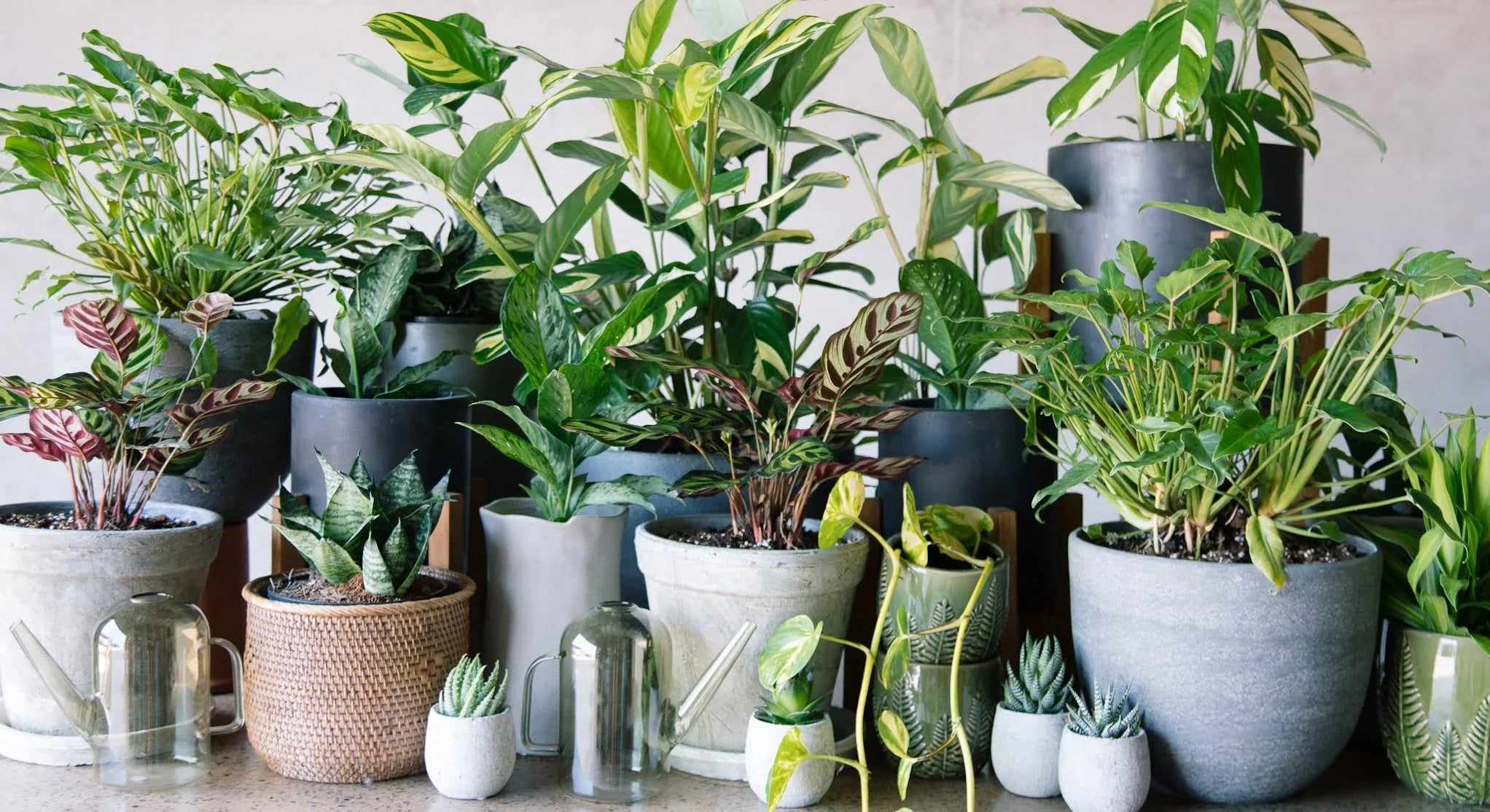 snake plant care indoors Mother in Law Plant Sansevieria trifasciata Snake Plant