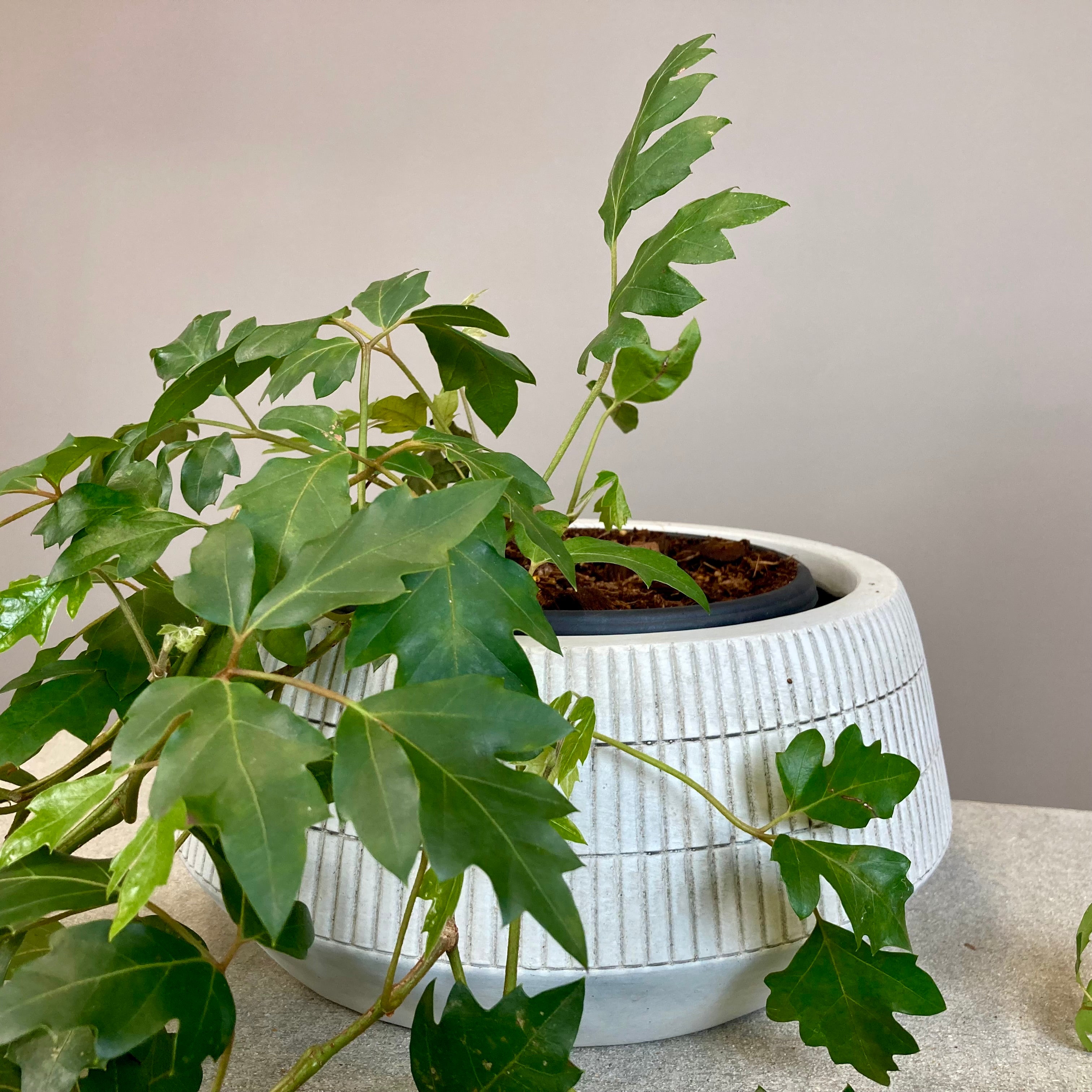 Cissus Rhombifolia