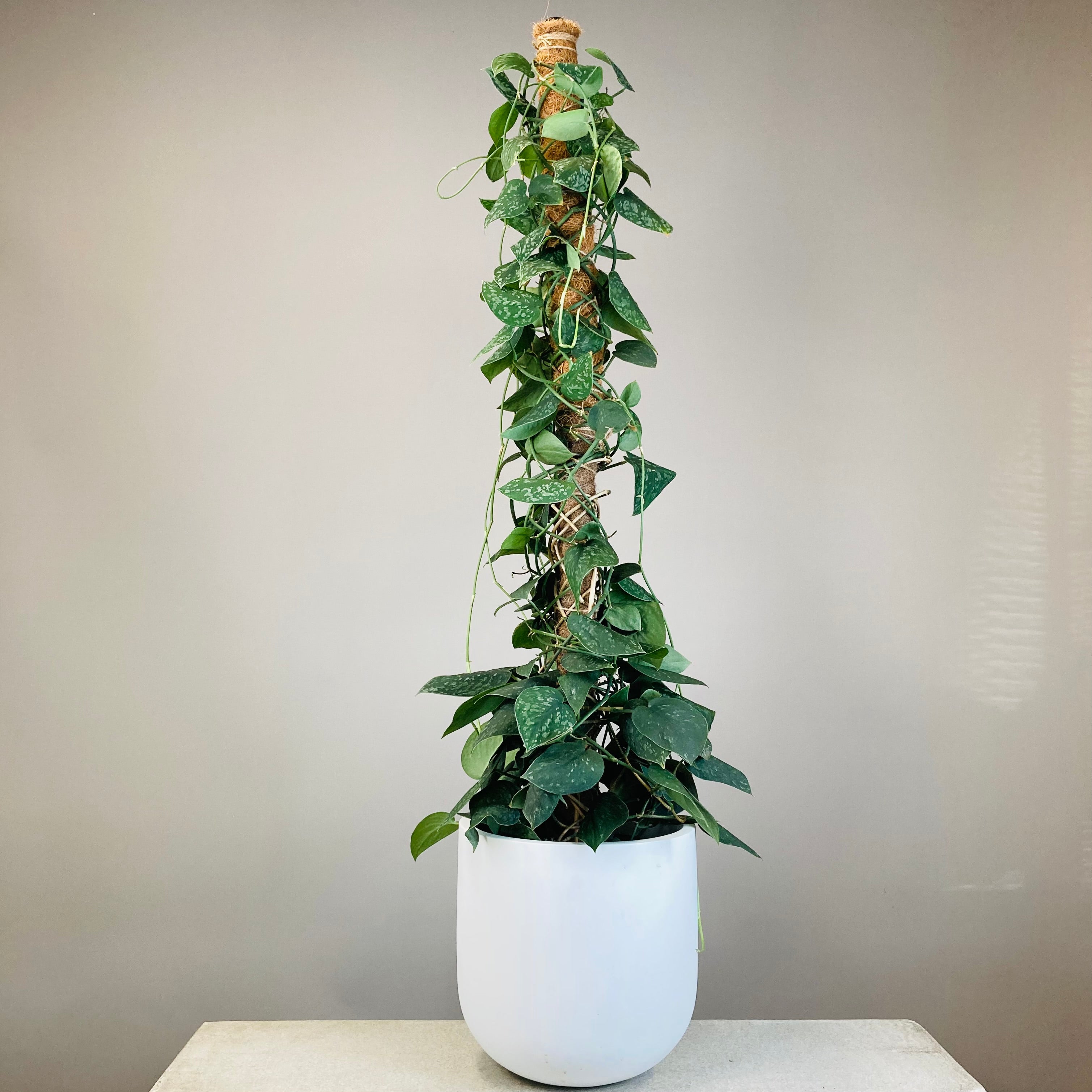 Scindapsus Climbing Plant