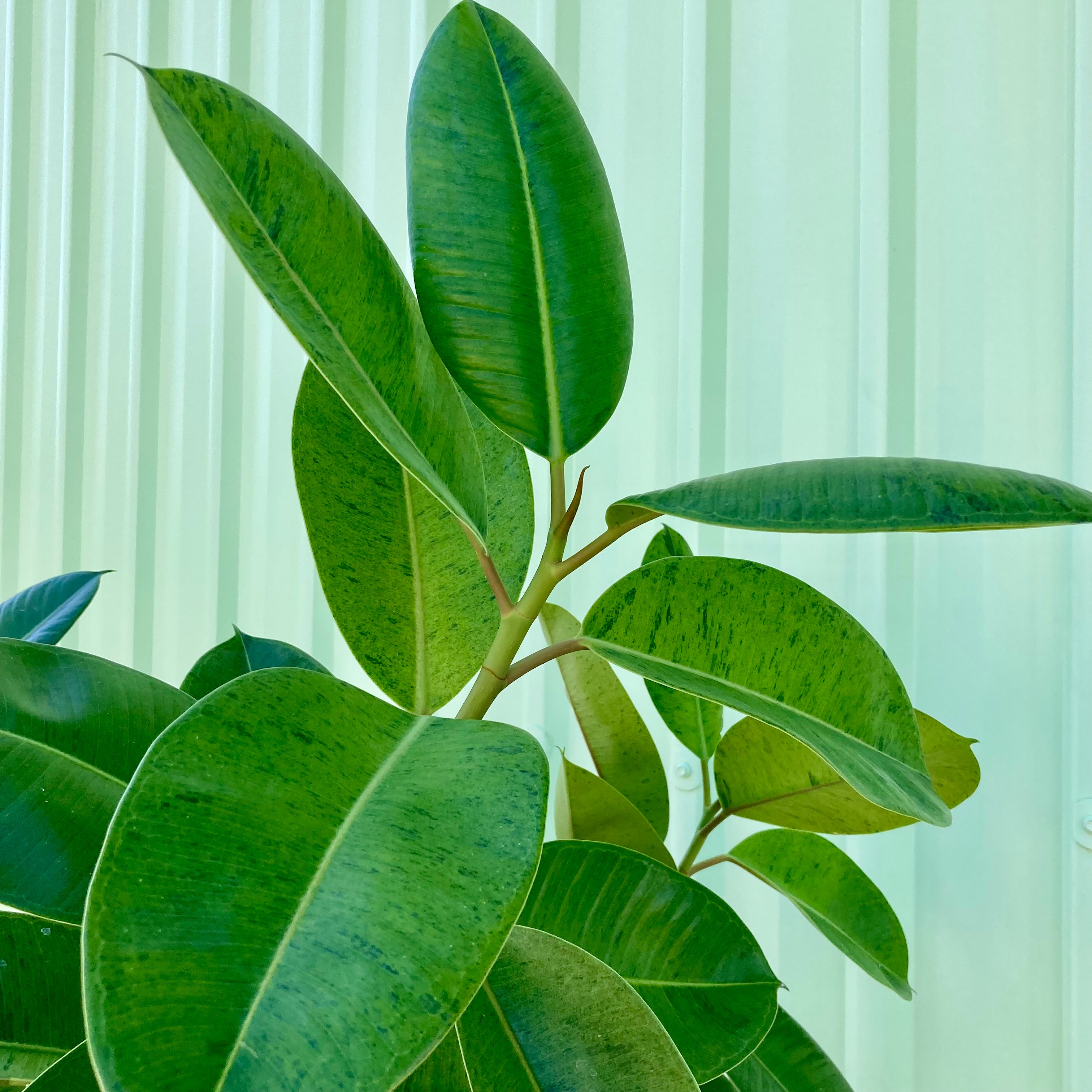 Shivereana Rubber Plant