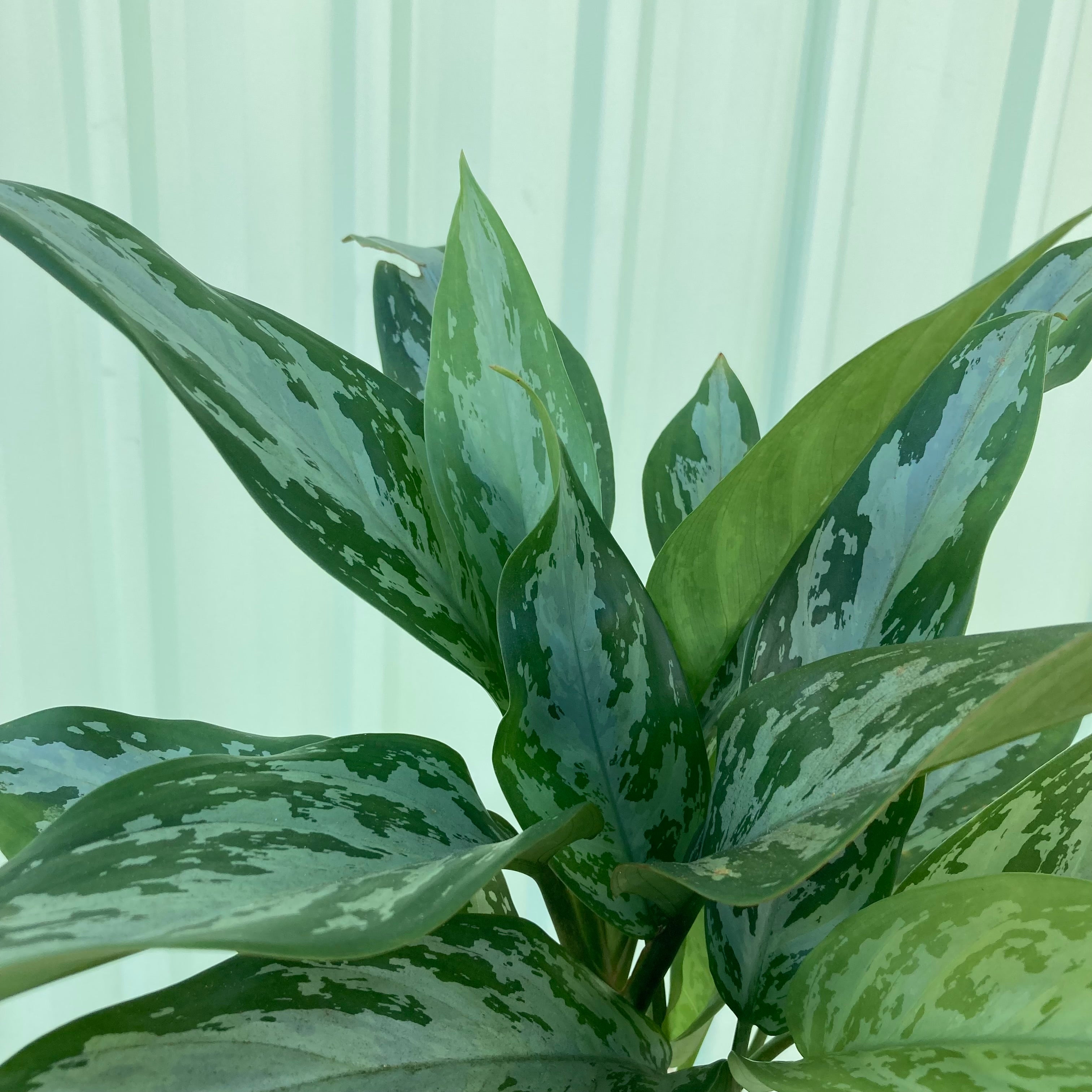 Aglaonema Plant - Small