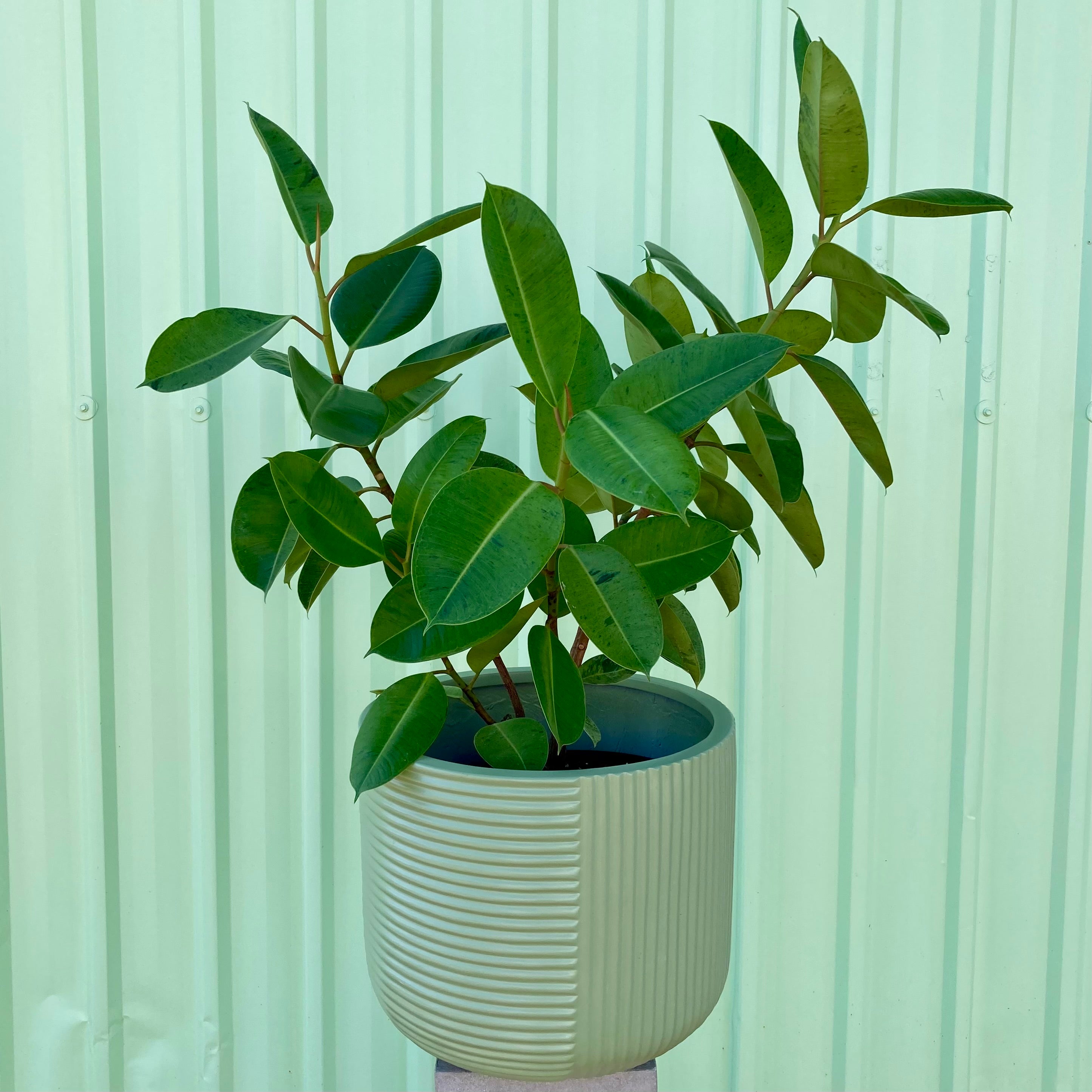 Shivereana Rubber Plant