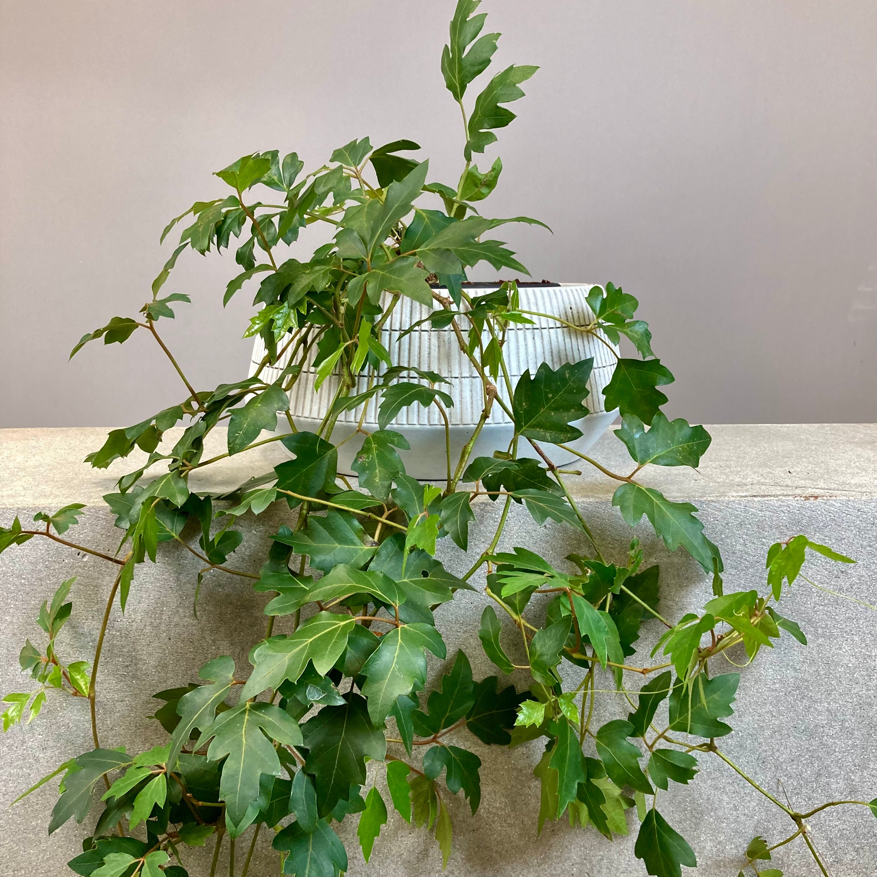 Cissus Rhombifolia