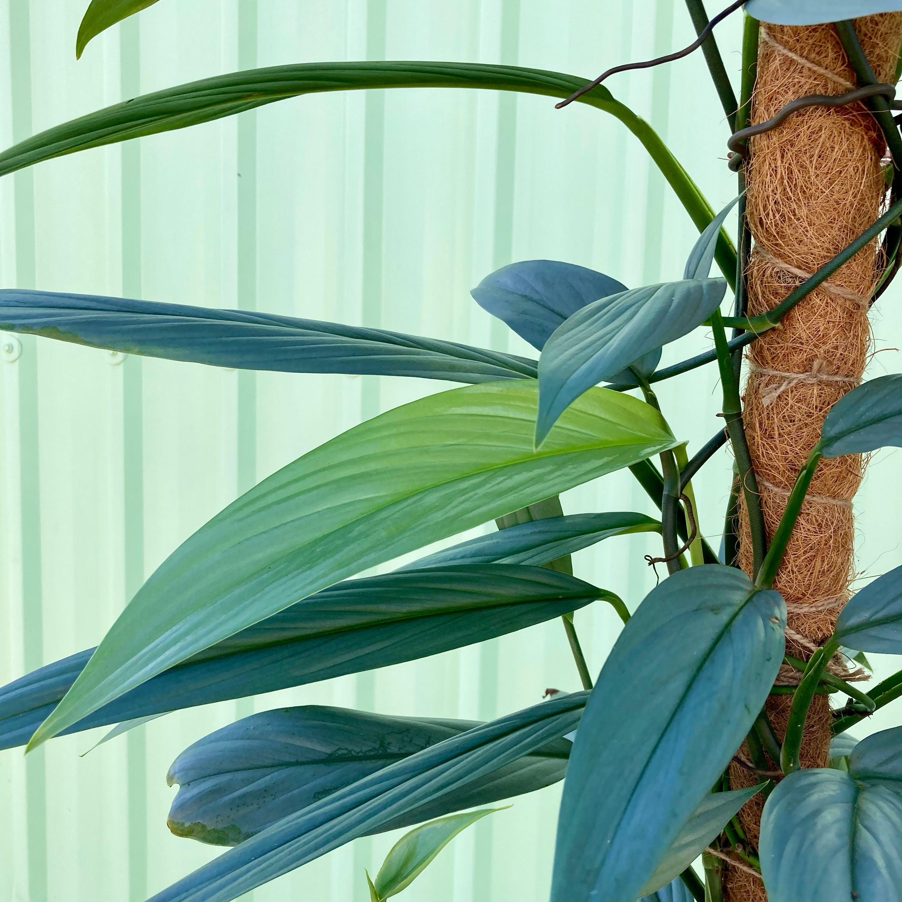 Epipremnum Amplissimum Silver