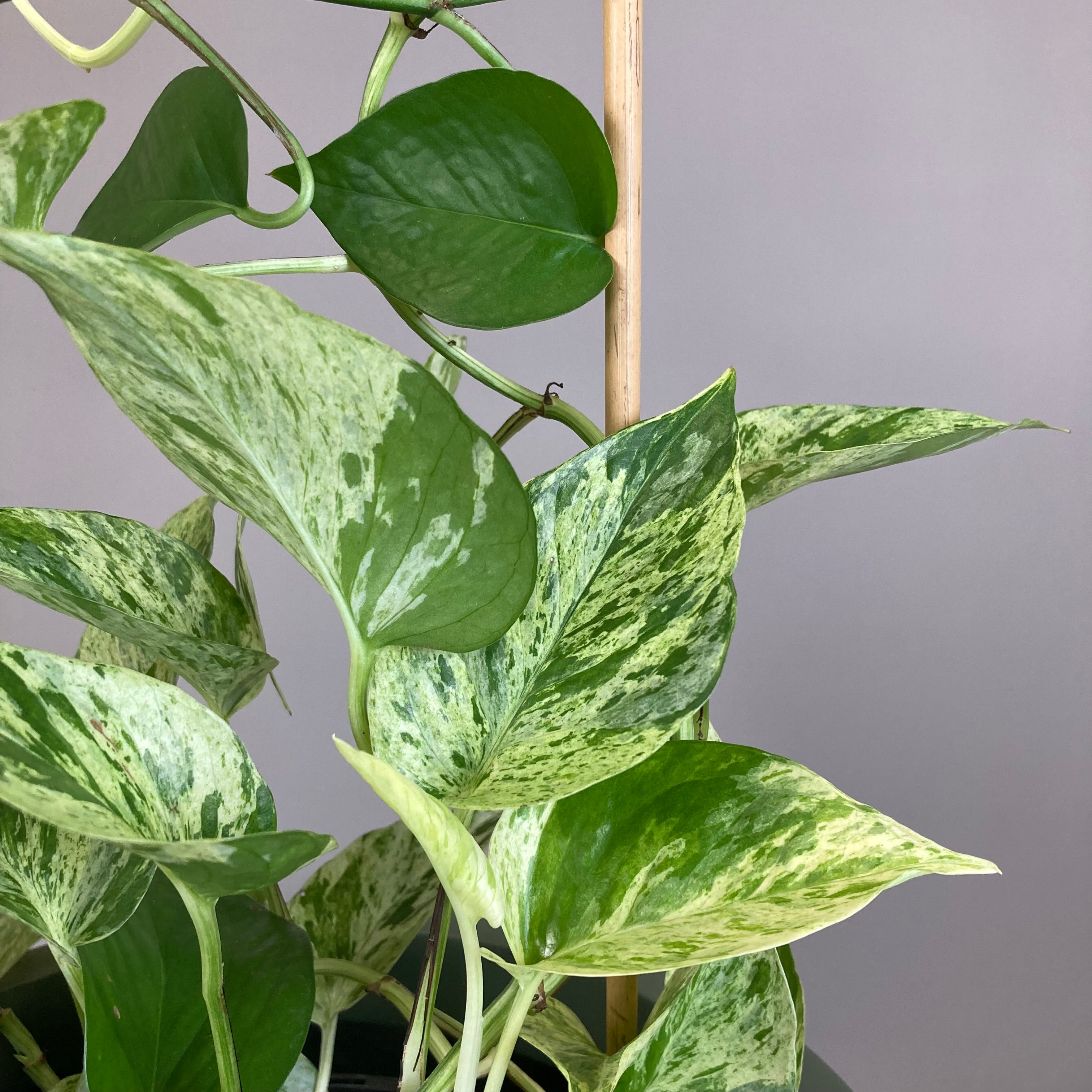 Marble Queen Pothos