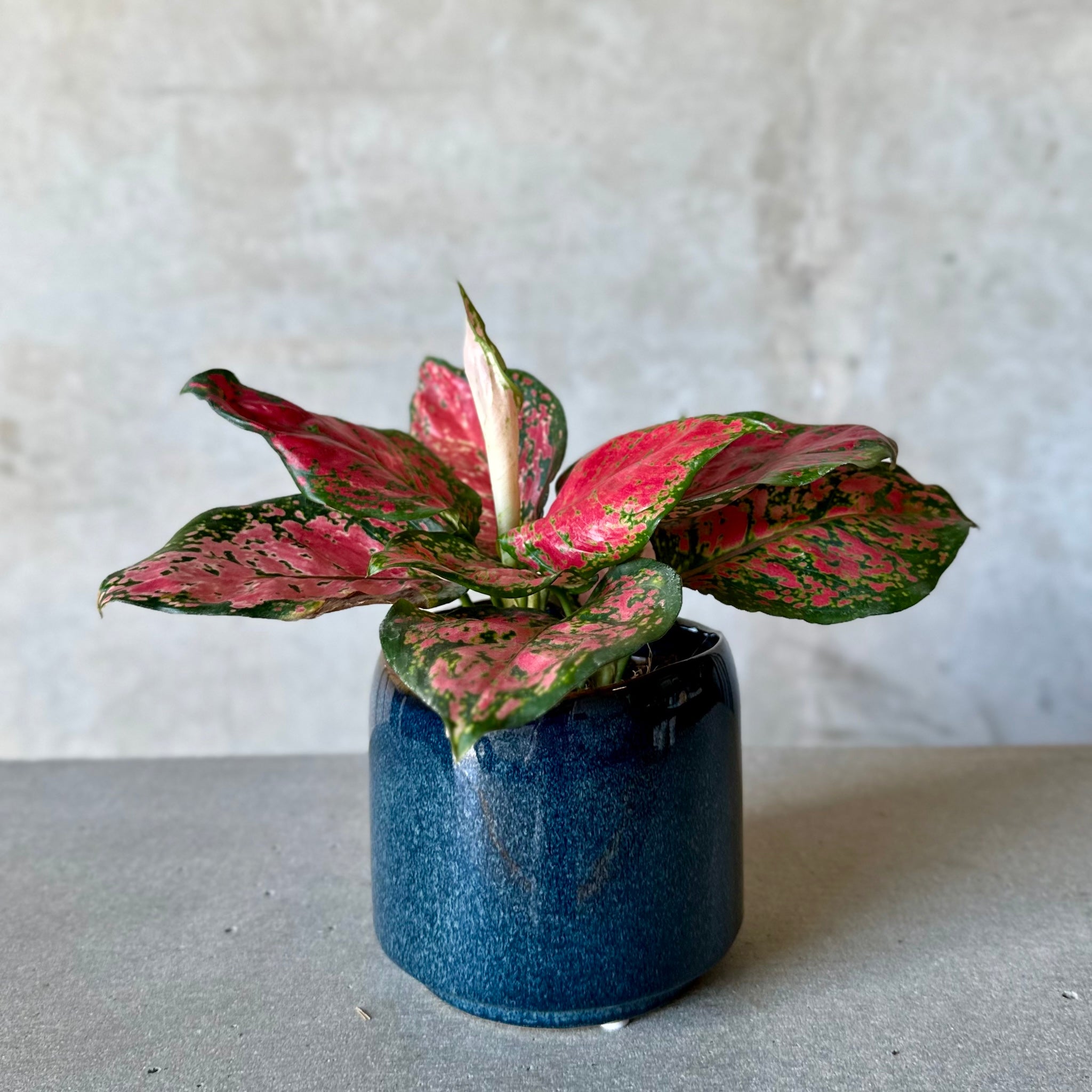 Navy Pot Plant + Chocs