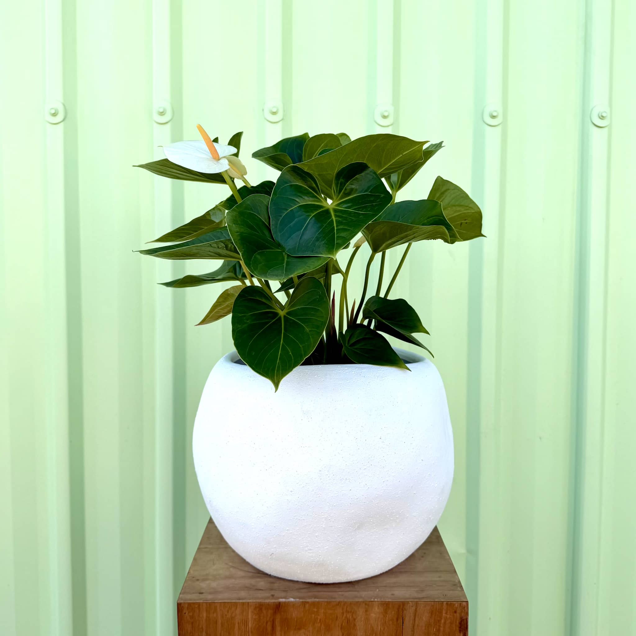 Anthurium in Lyon Planter