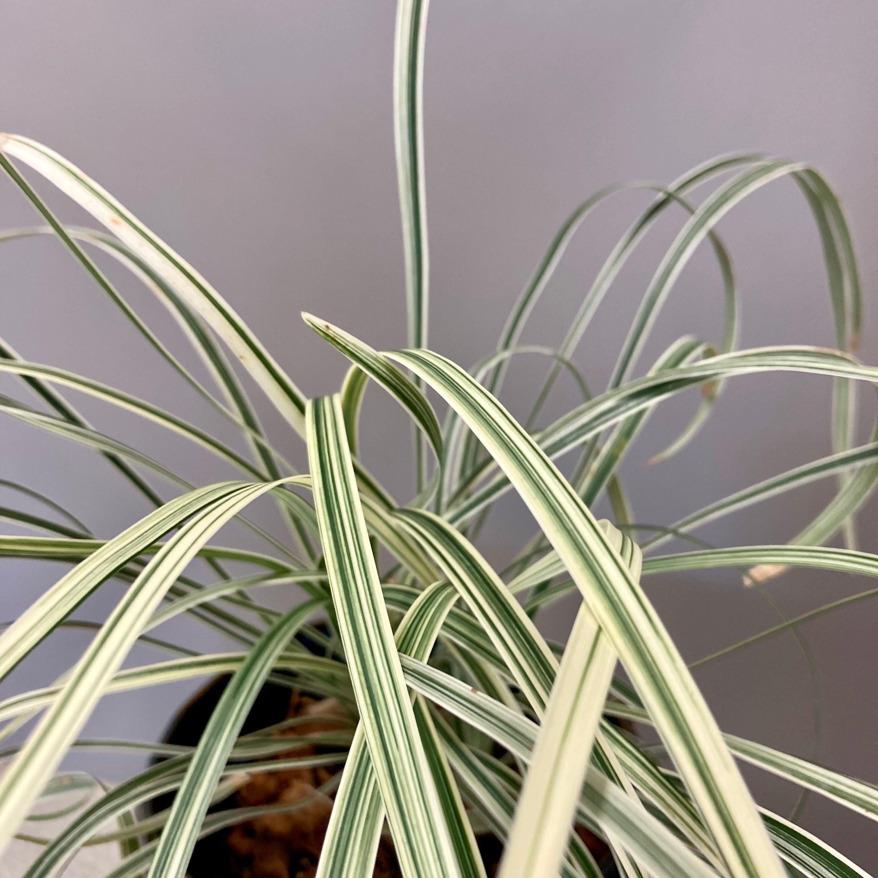 Orthopogon Bali Stripe
