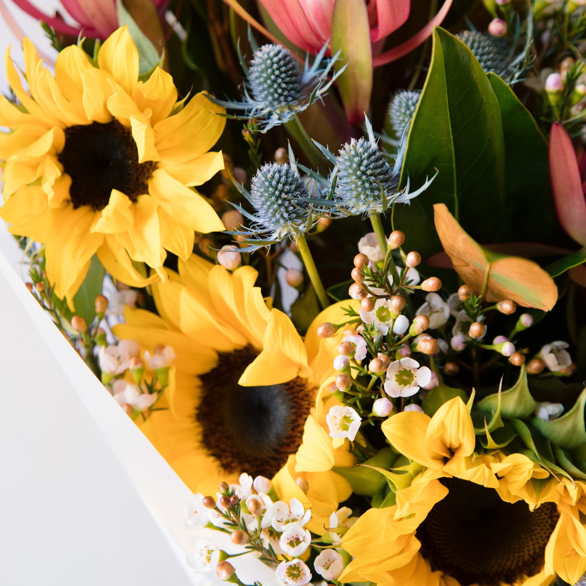 Beija Flor Darwin Beautiful Fresh Sunflowers