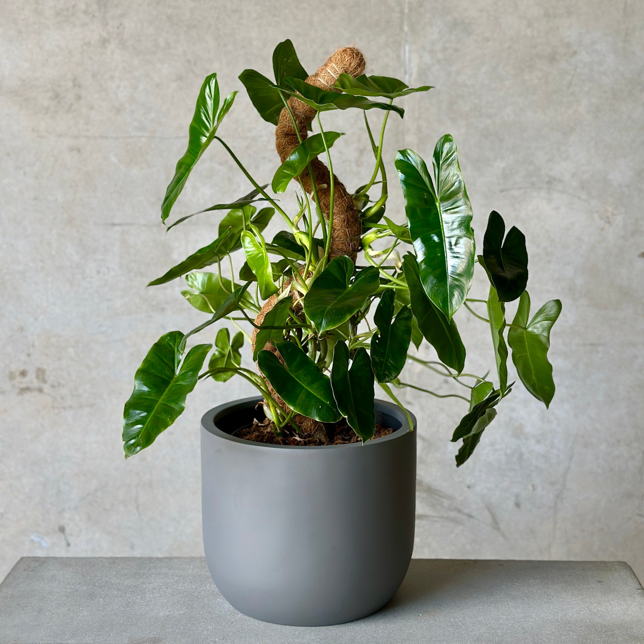 Philodendron Burle Marx in Dark Grey Planter