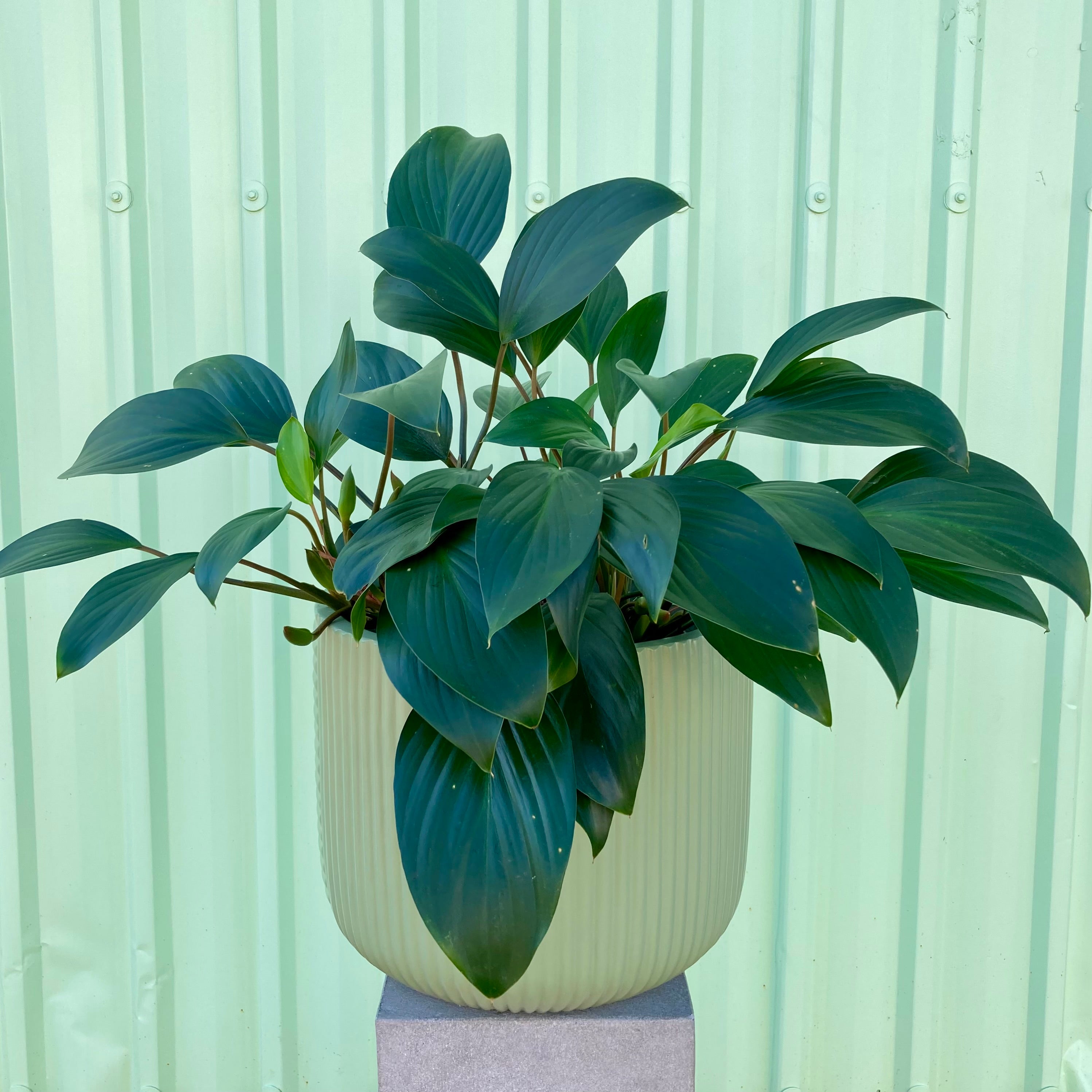 Homalomena Rubescens Green