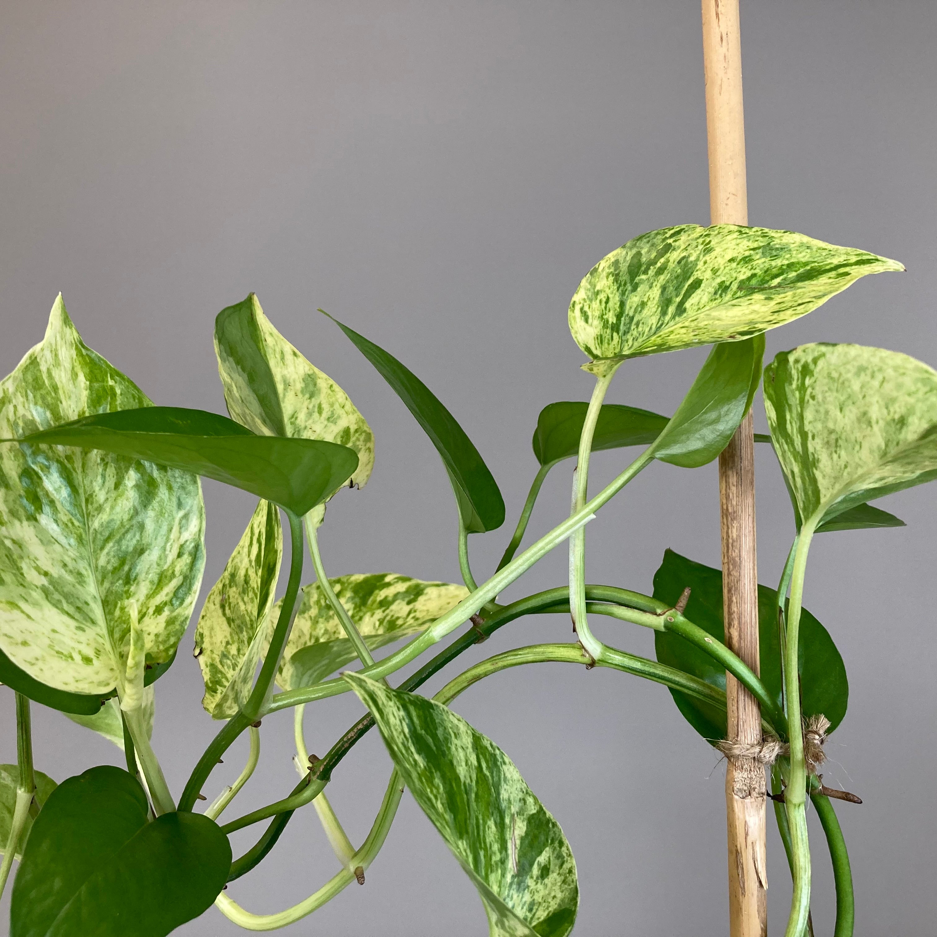 Marble Queen Pothos