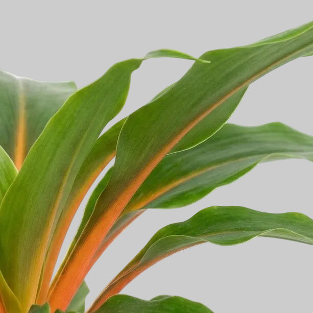 Pot Plant + Candle & Linen Spray