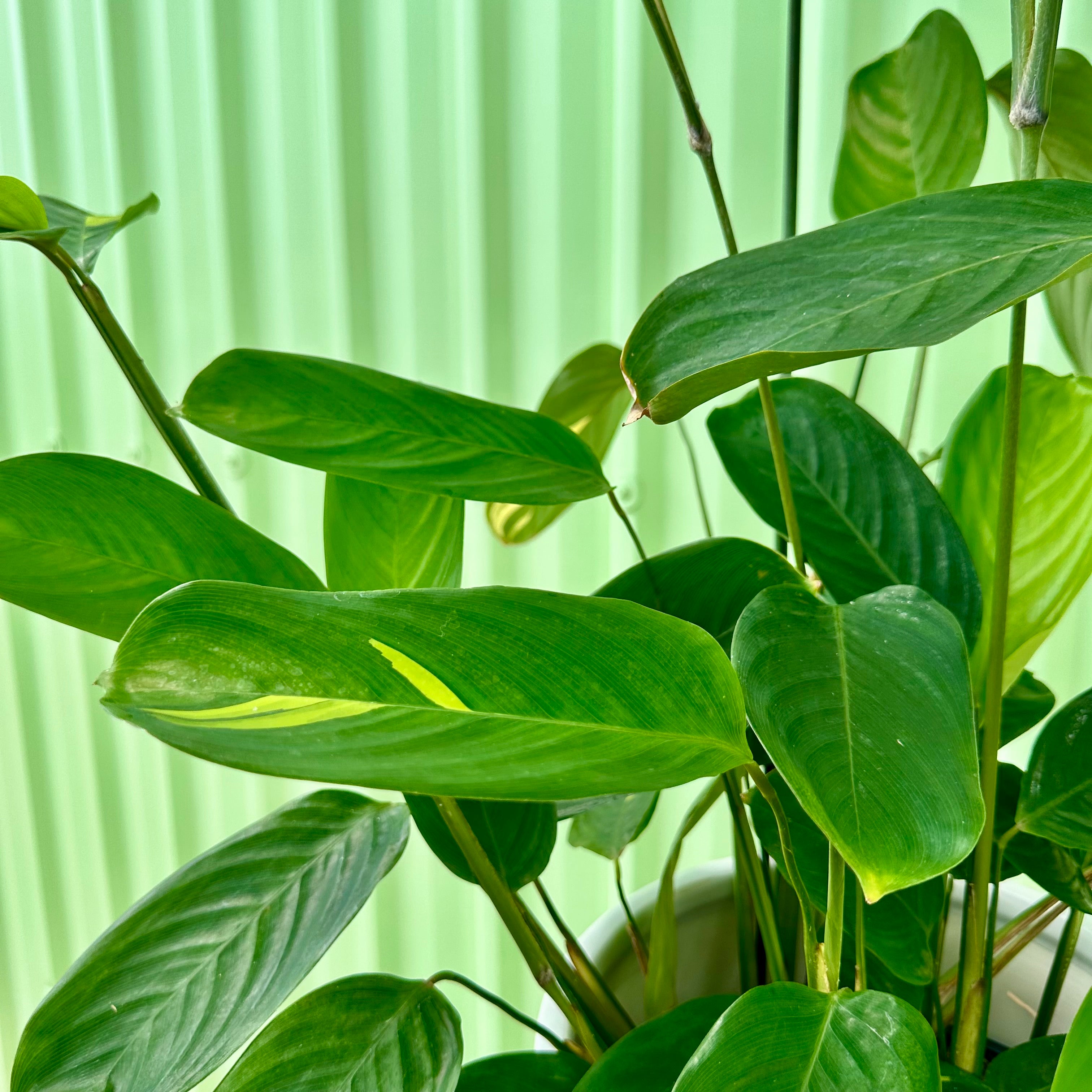Ctenanthe Golden Mosaic in Ceramic Planter