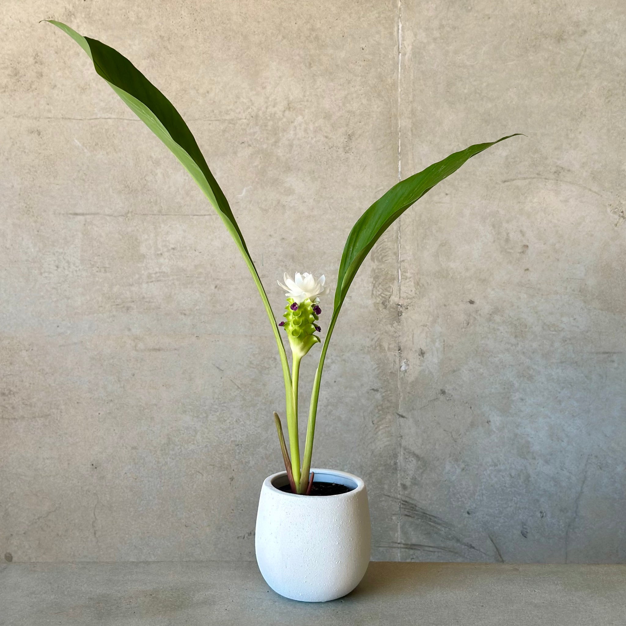 Territory Tulip in White Rogue Pot