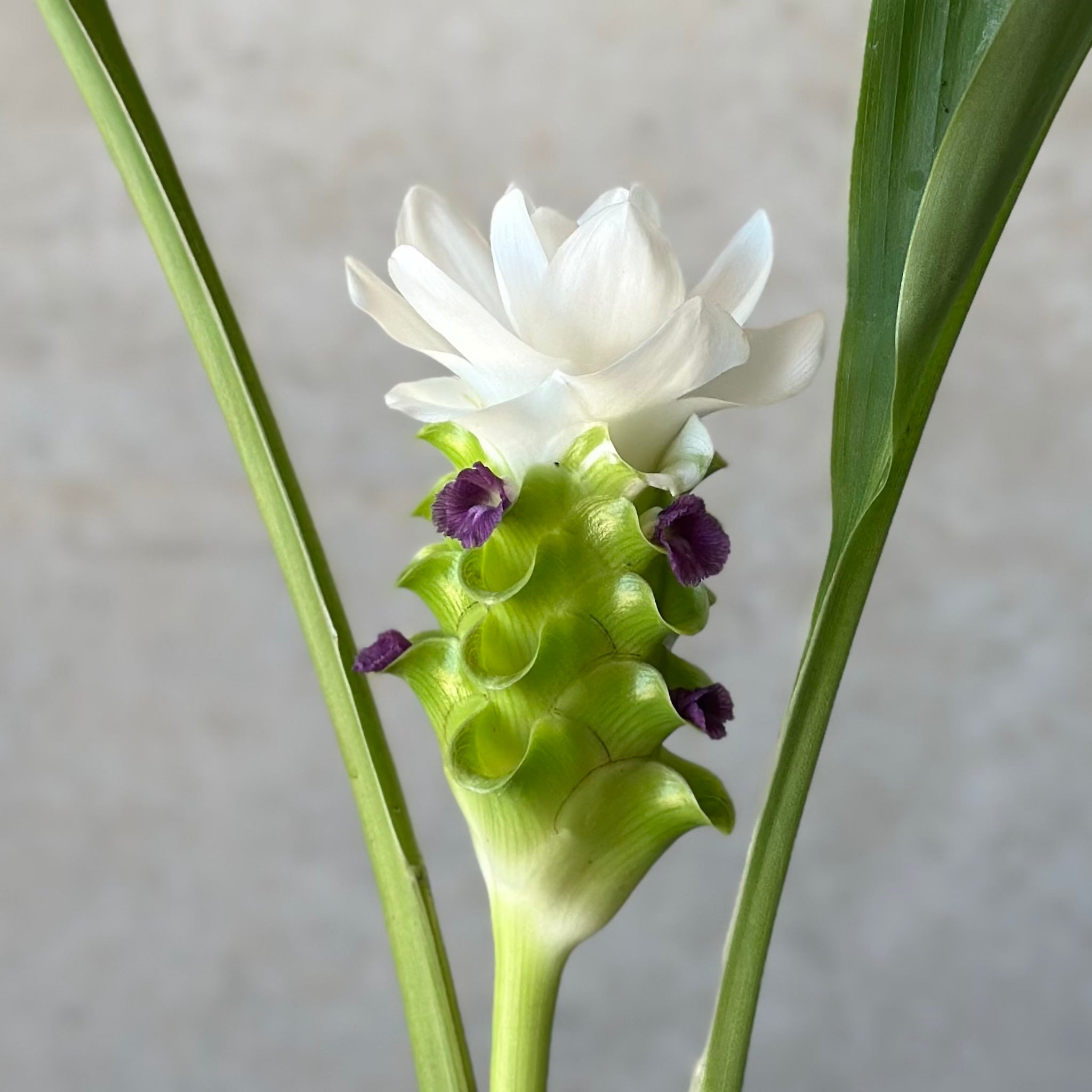 Territory Tulip in White Rogue Pot