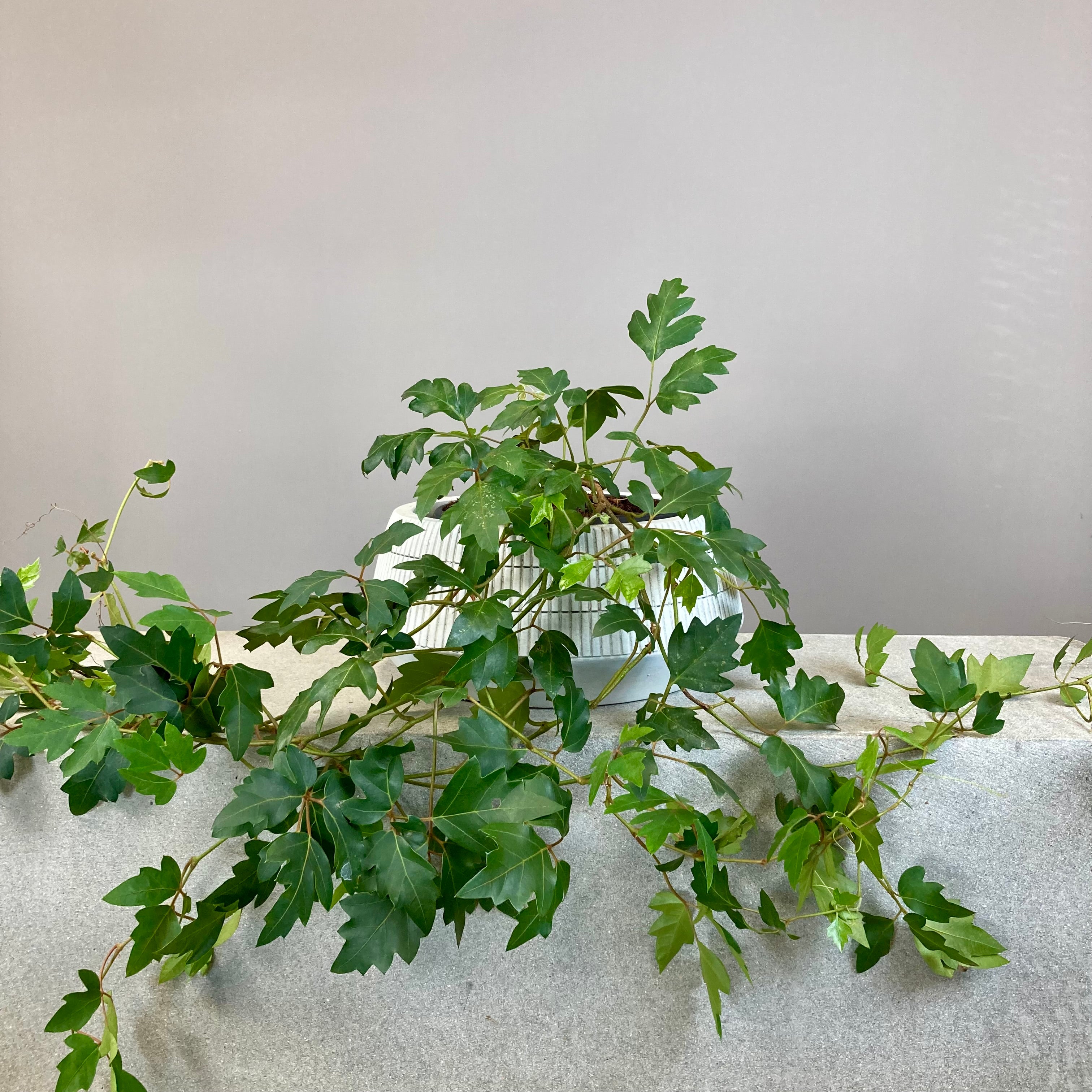 Cissus Rhombifolia