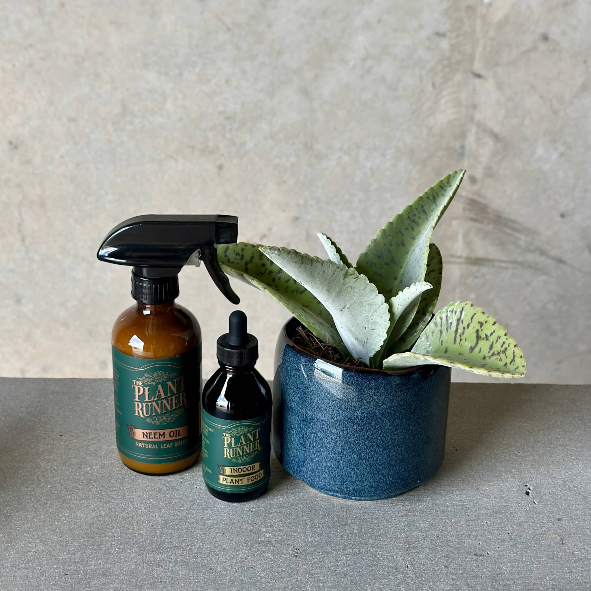 Navy Pot Plant + Care Duo