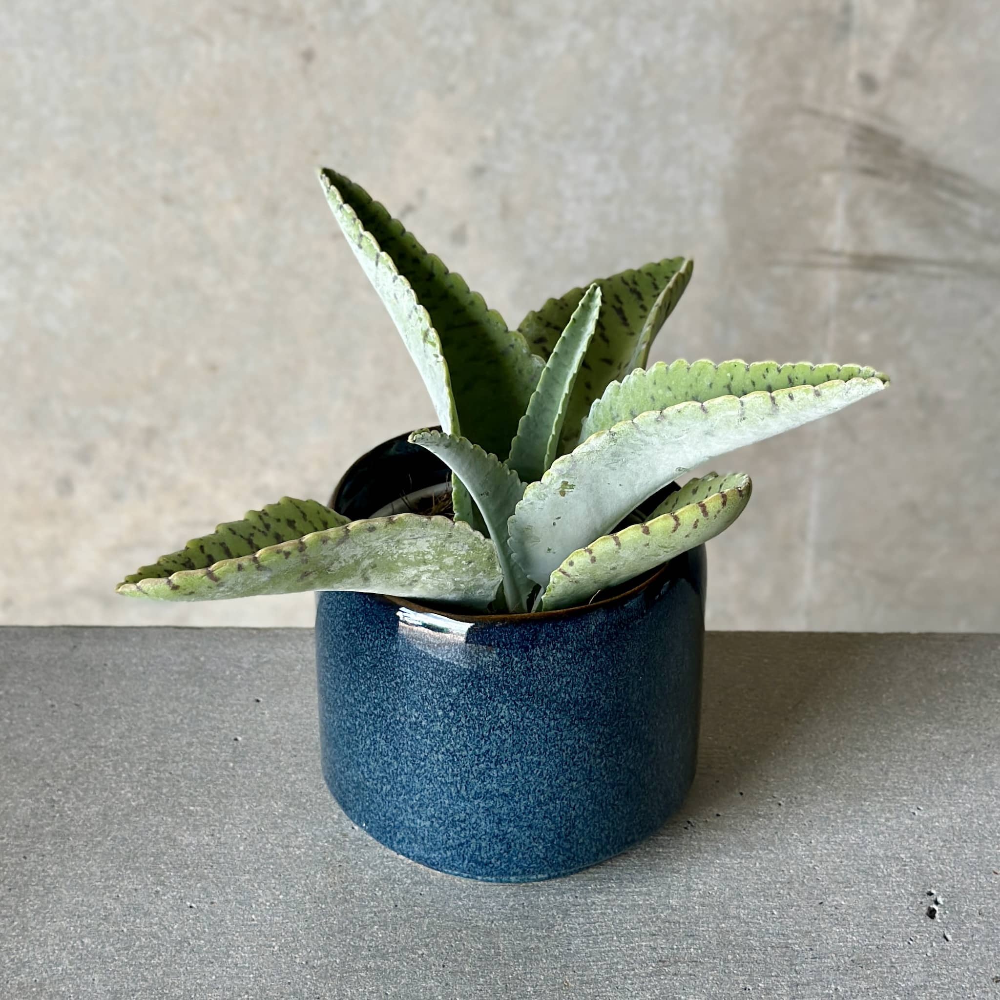 Navy Pot Plant + Candle