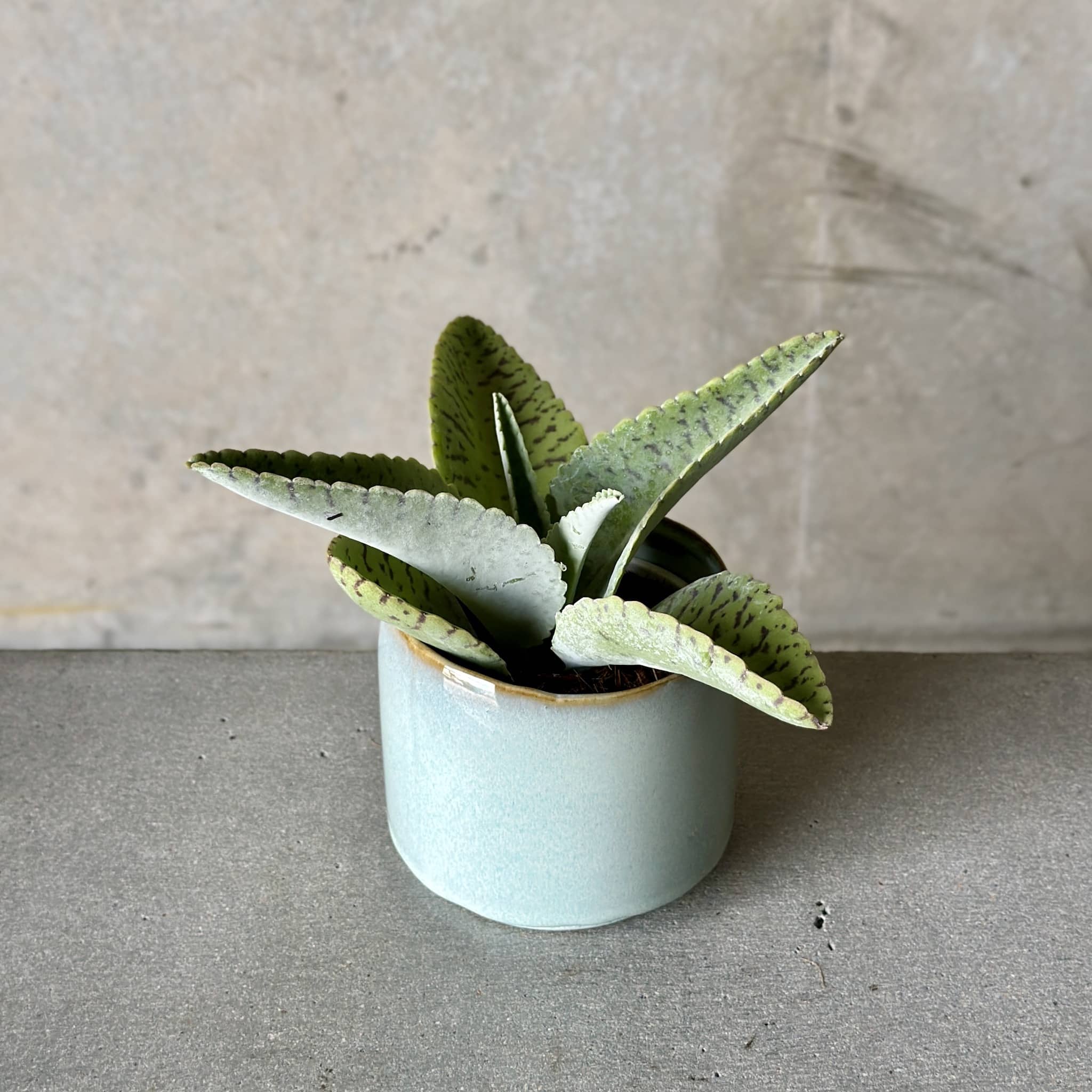 Sky Pot Plant + Candle