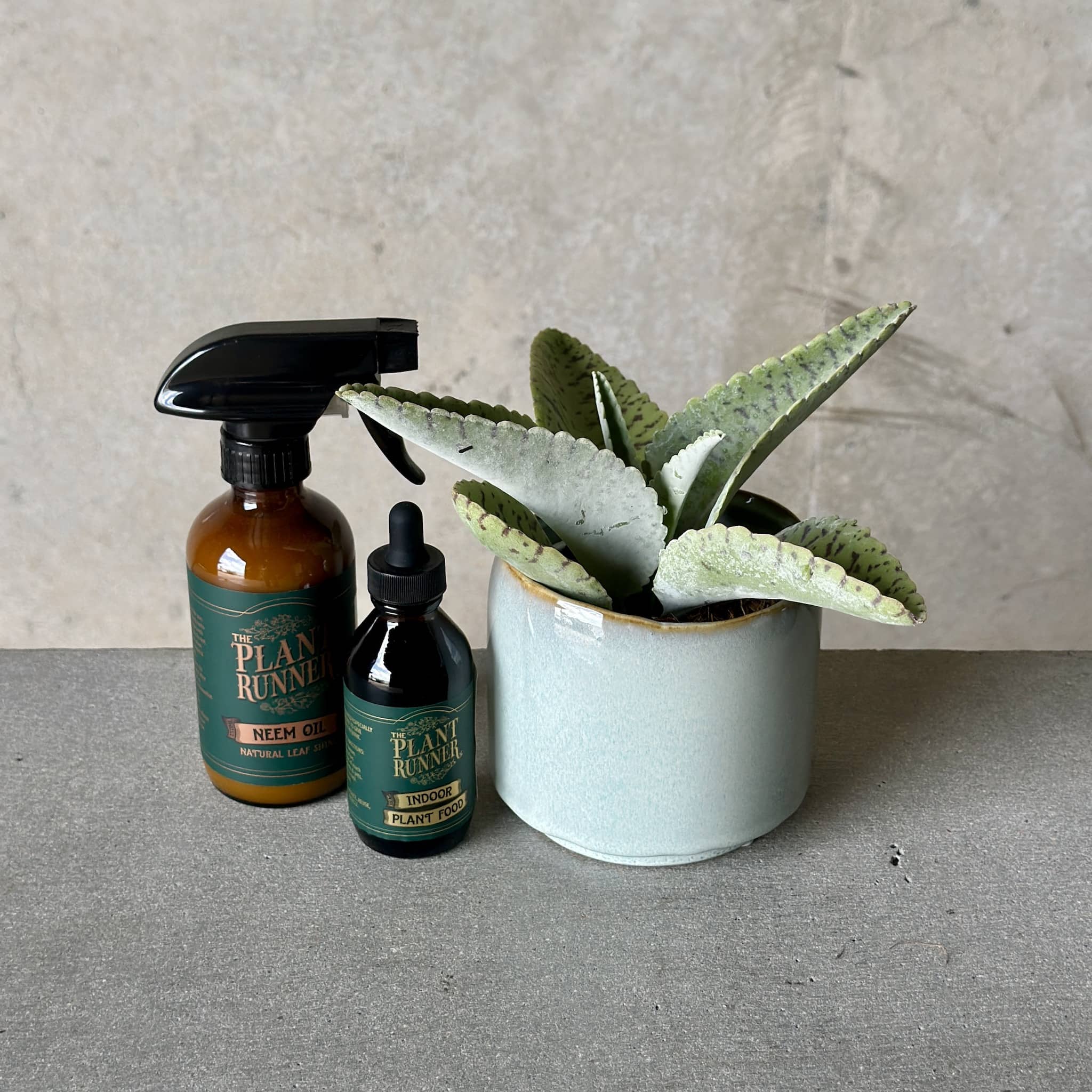 Sky Pot Plant + Care Duo