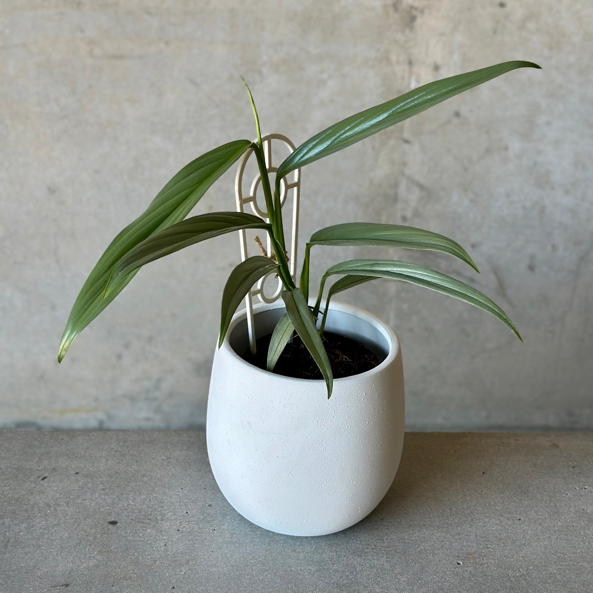 Silver Leaf Pothos and Rogue Tub Pot