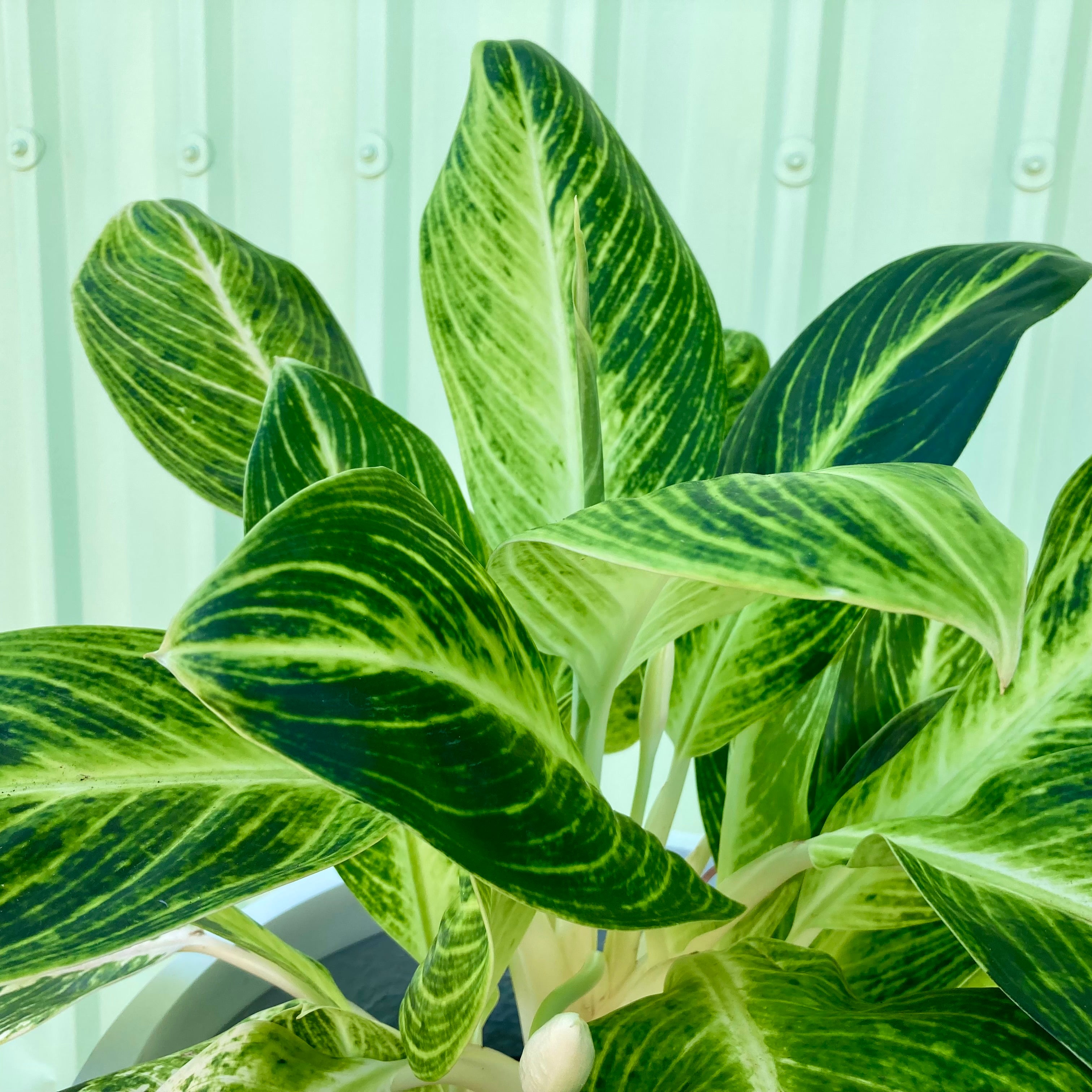 Aglaonema Plant - Medium