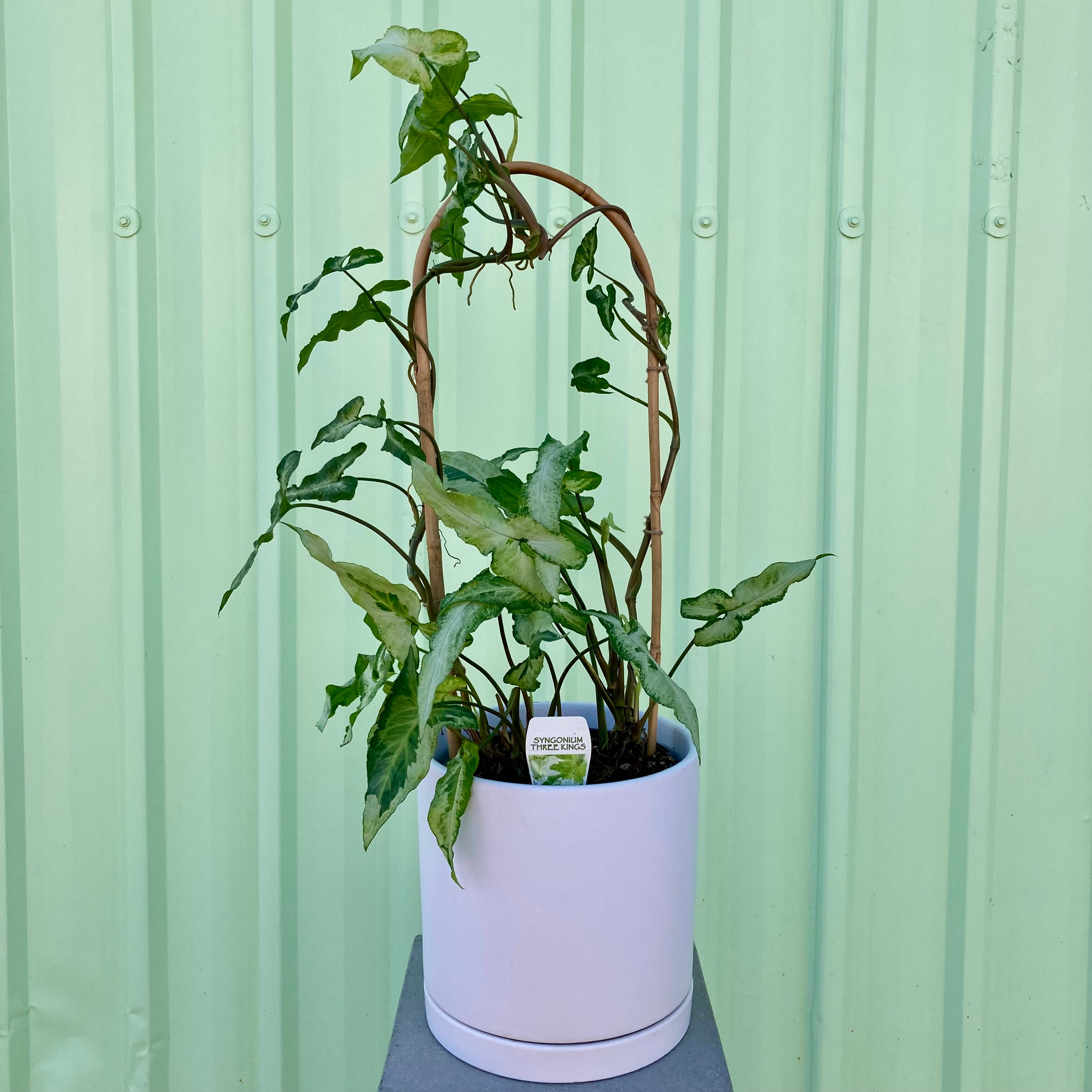 Syngonium Three Kings