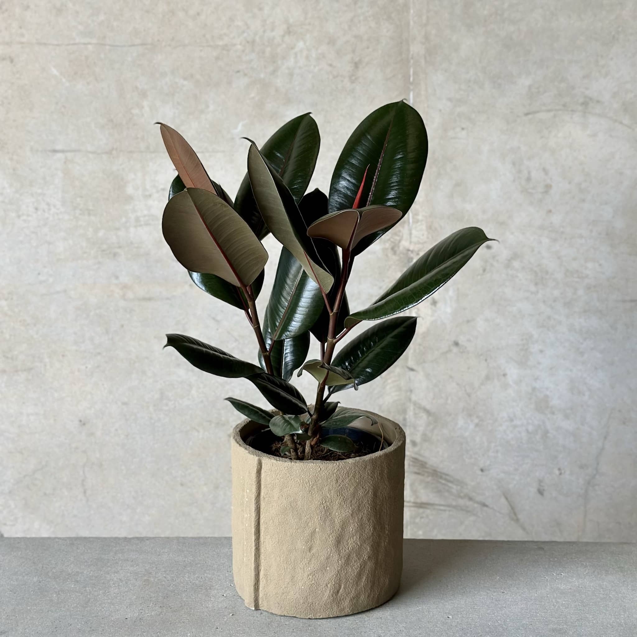 Ficus 'Burgundy' in Seam Pot