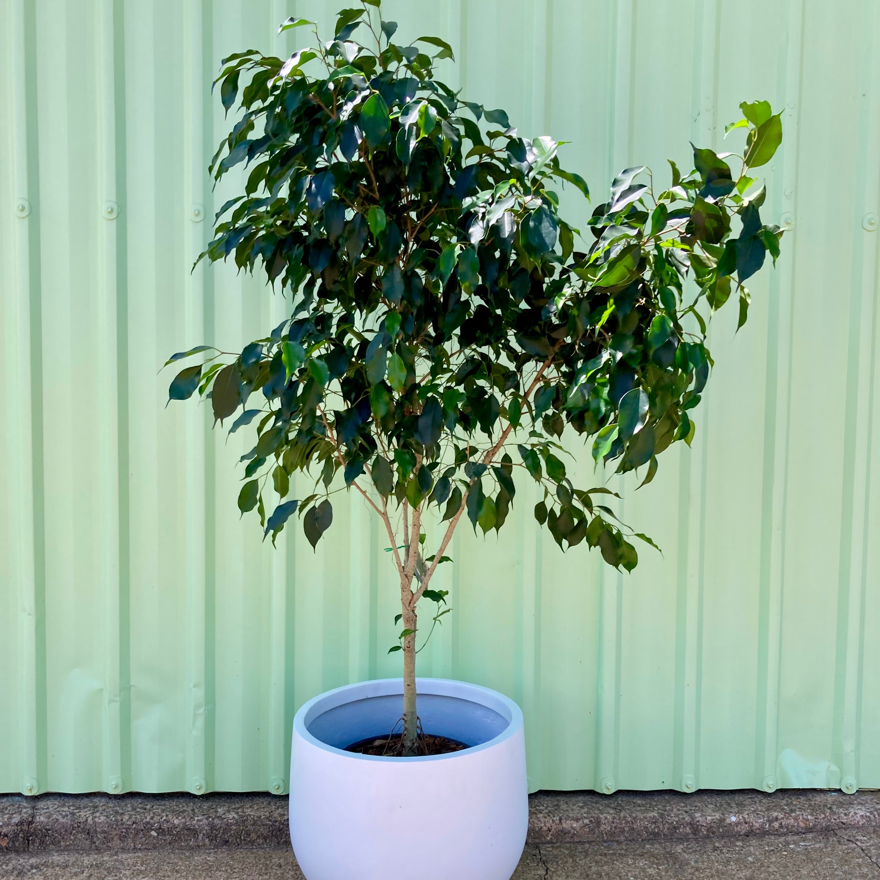 Ficus Midnight Beauty
