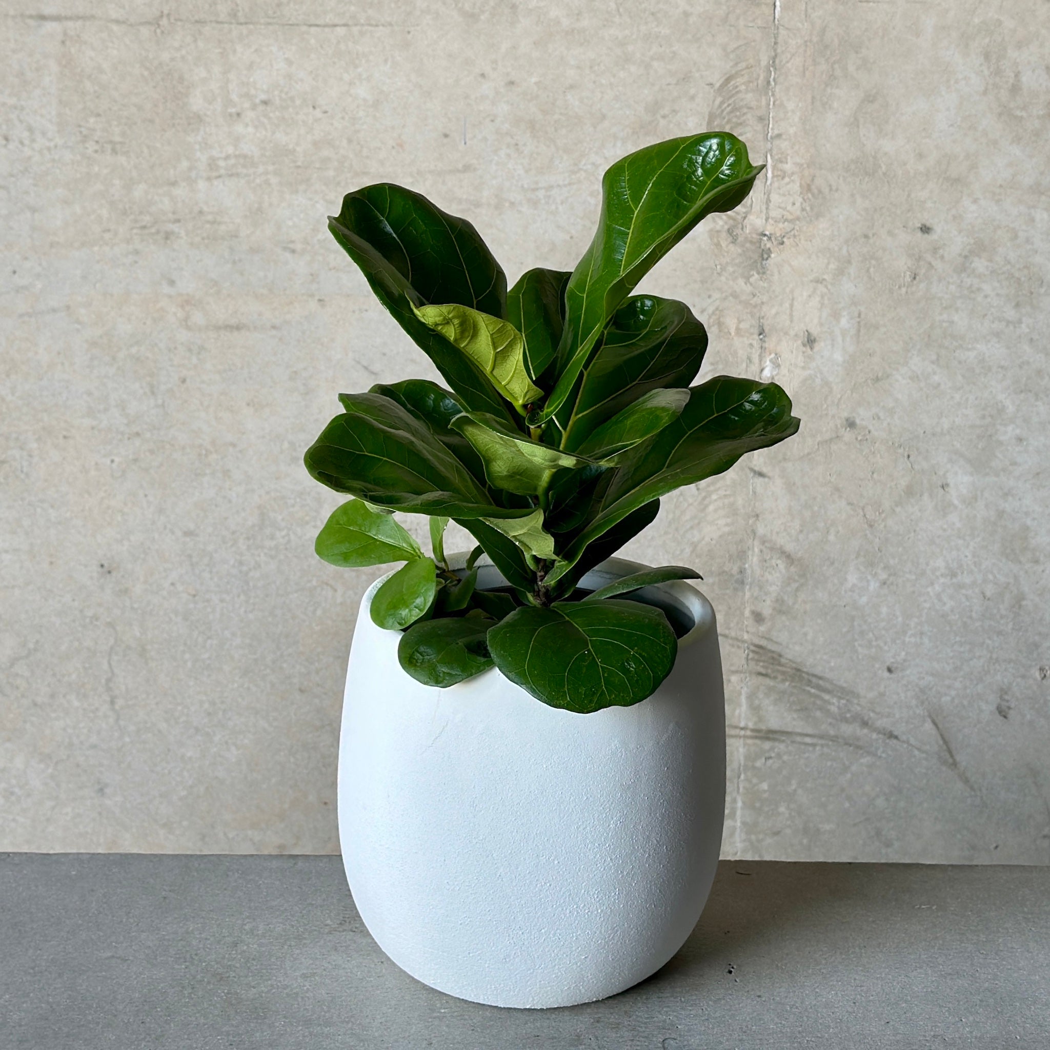 Fiddle Leaf Fig and White Rogue Pot