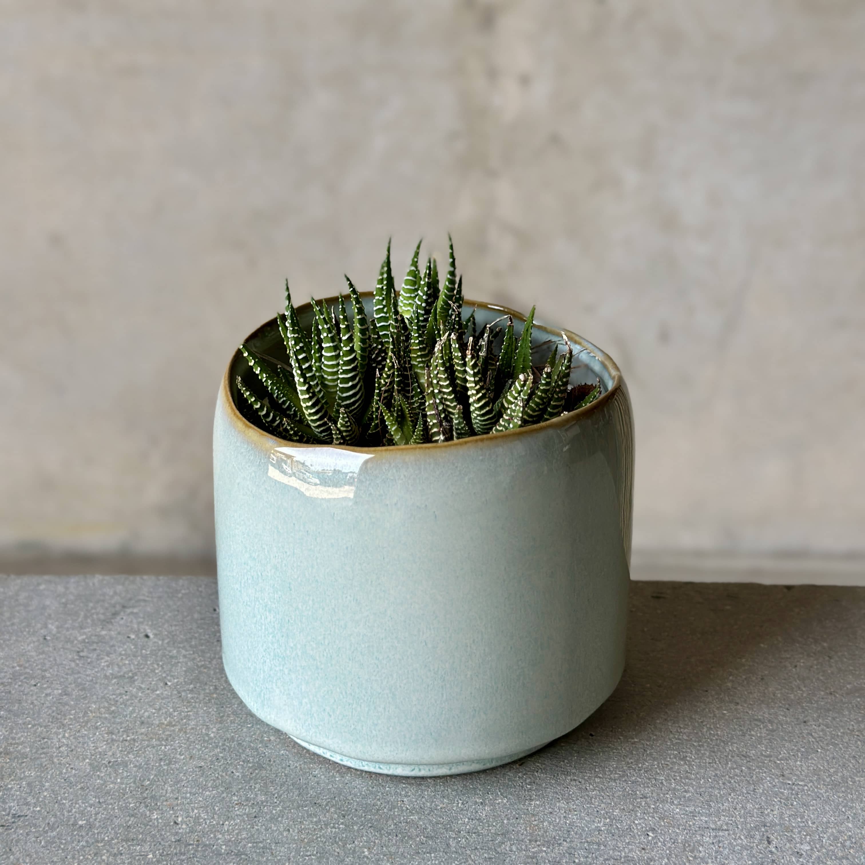 Sky Pot Plant + Chocs