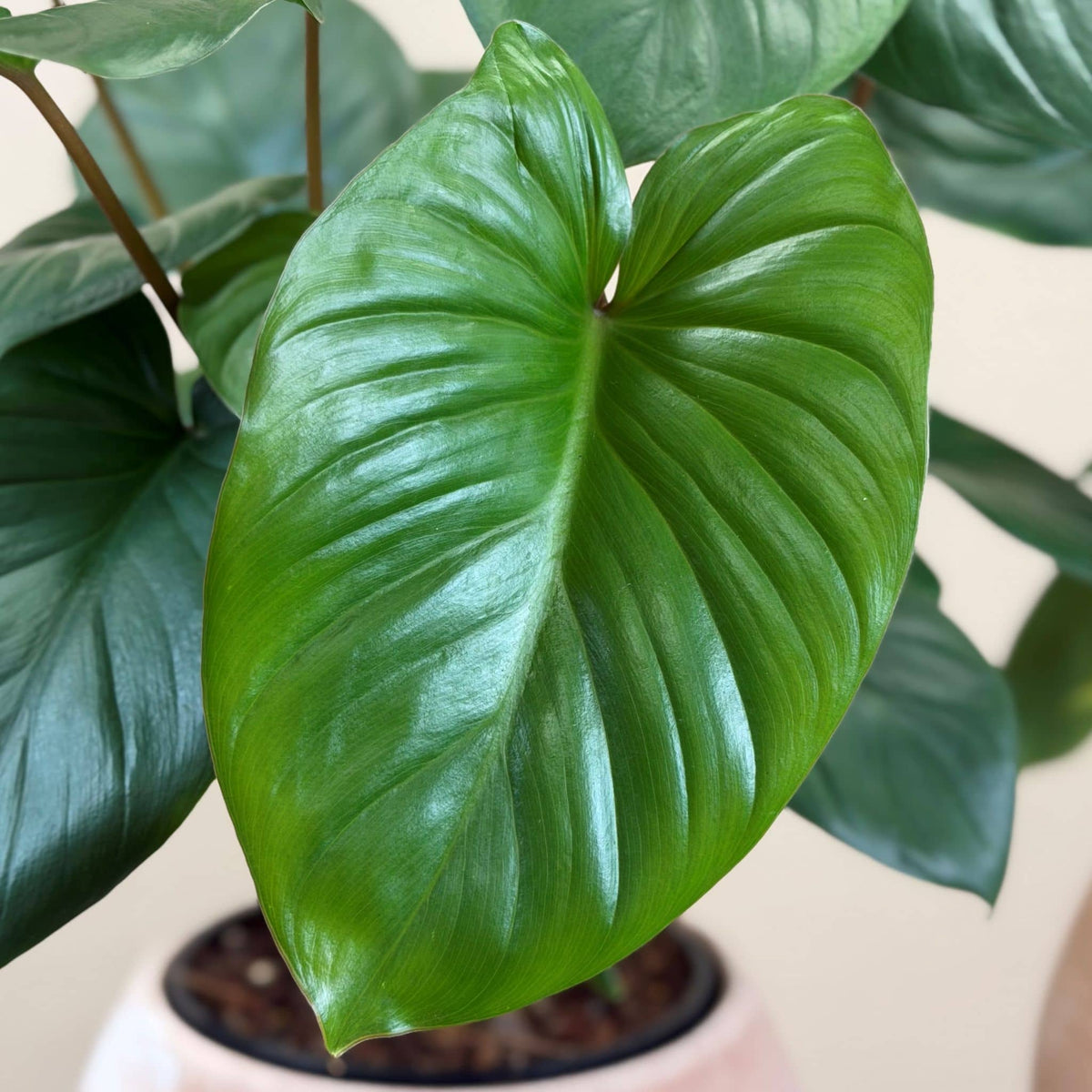 Homalomena in Terracotta