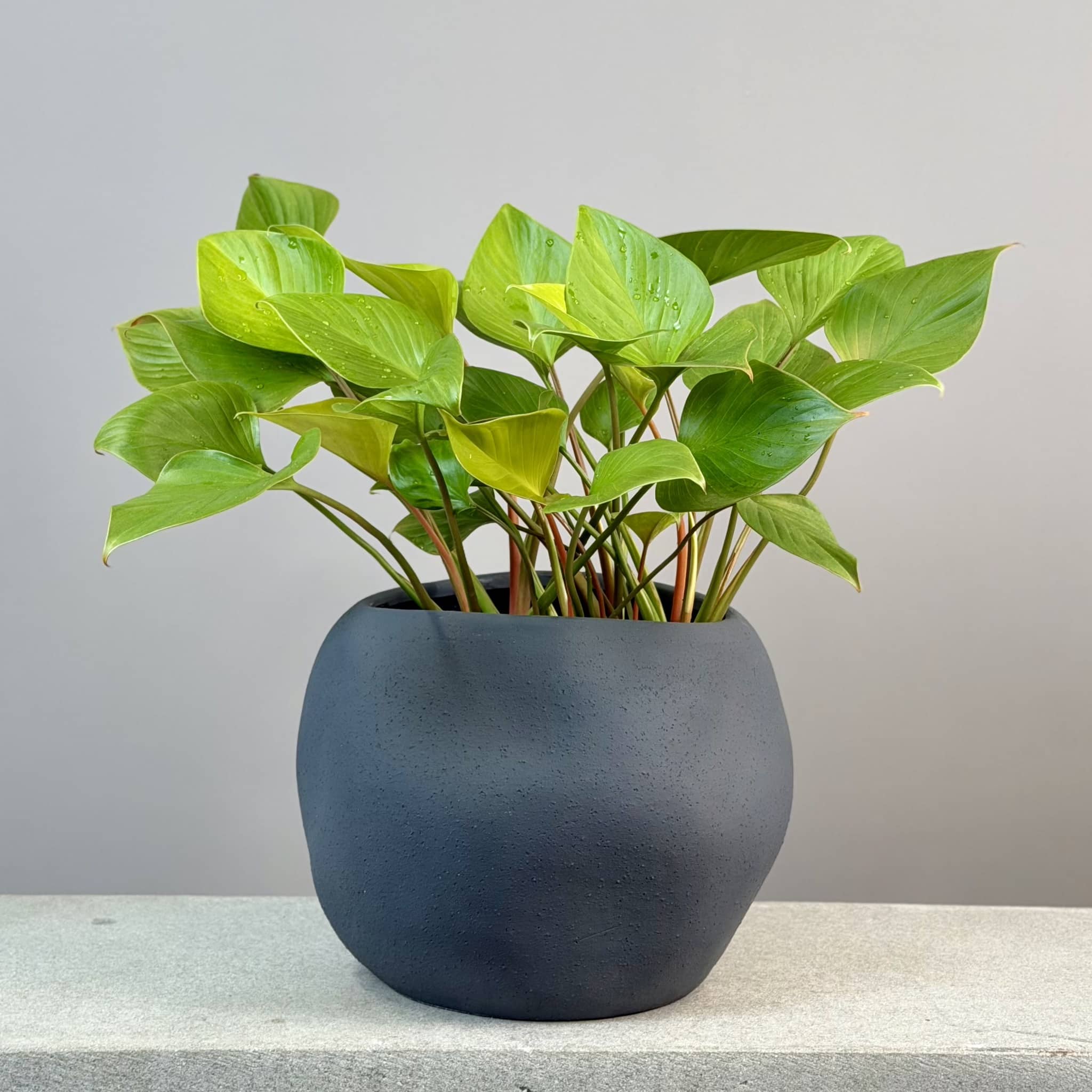 Homalomena in ceramic planter