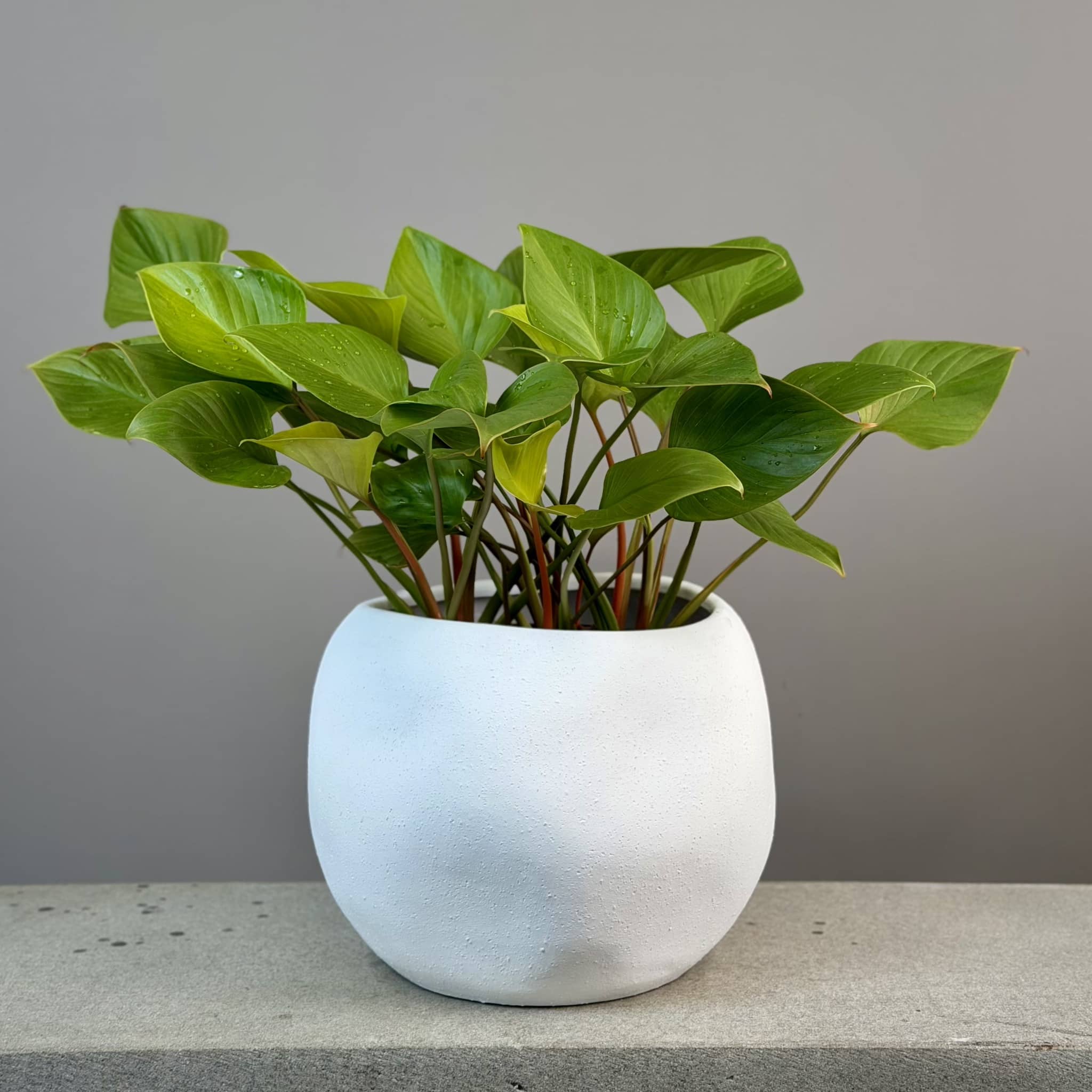 Homalomena in ceramic planter