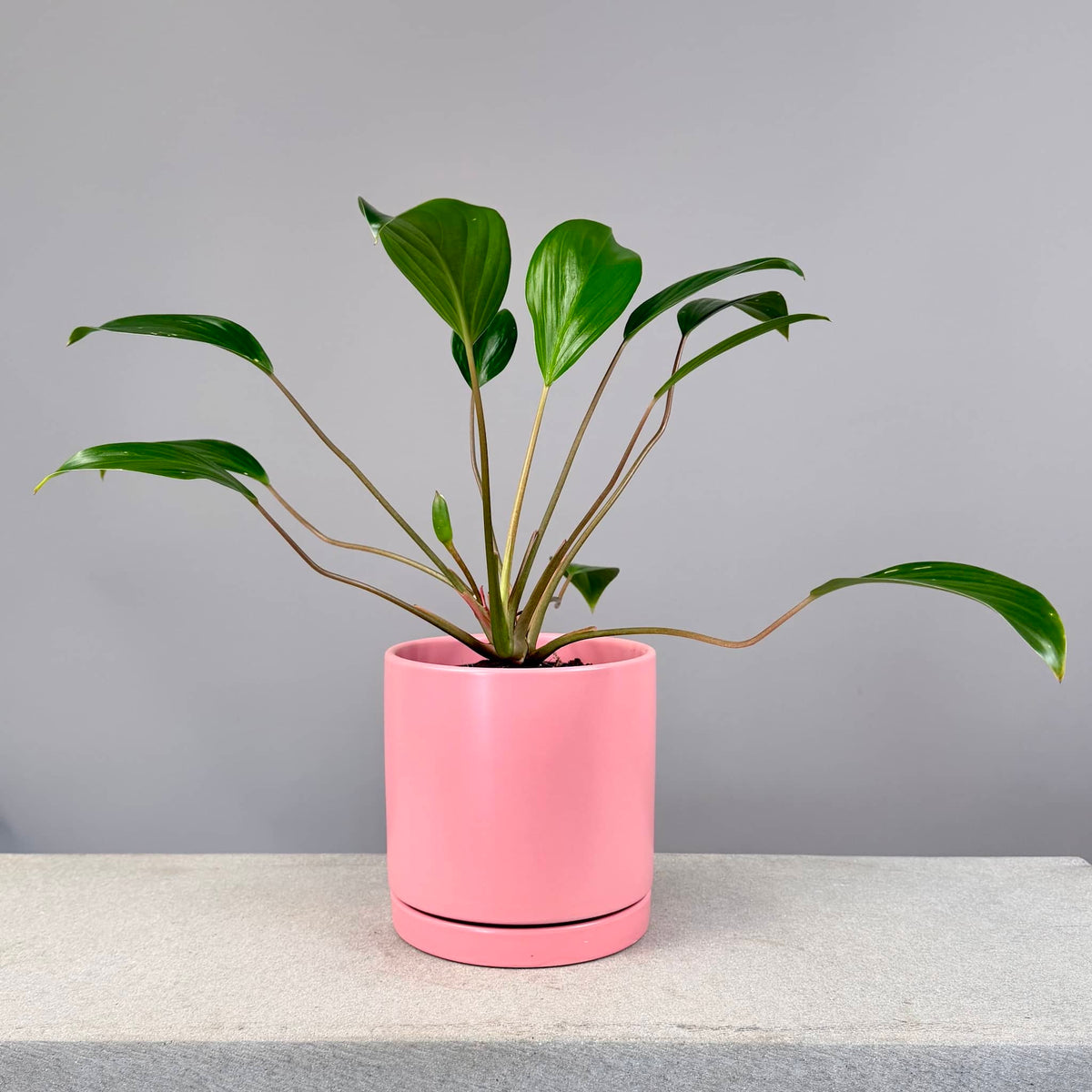 Homalomena in Pink Pot