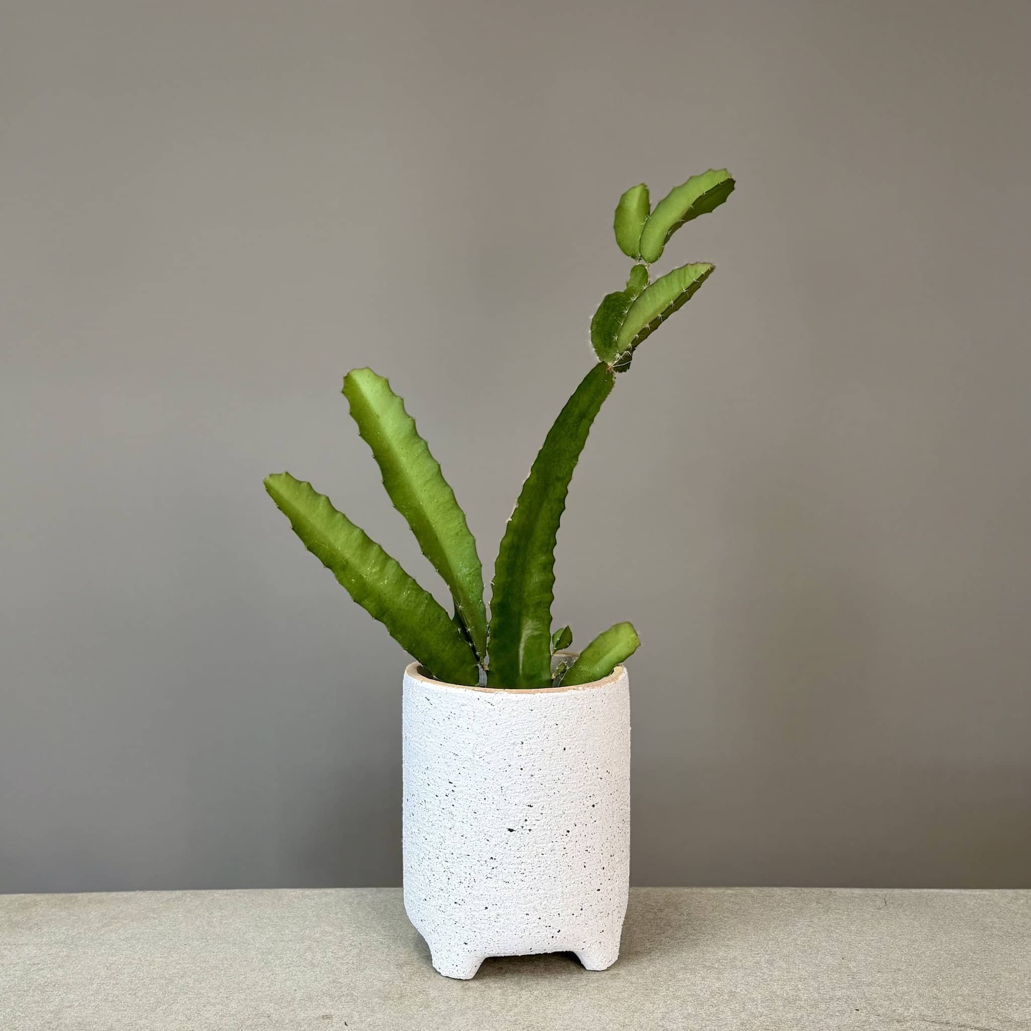 Dragon Fruit Cactus - Large