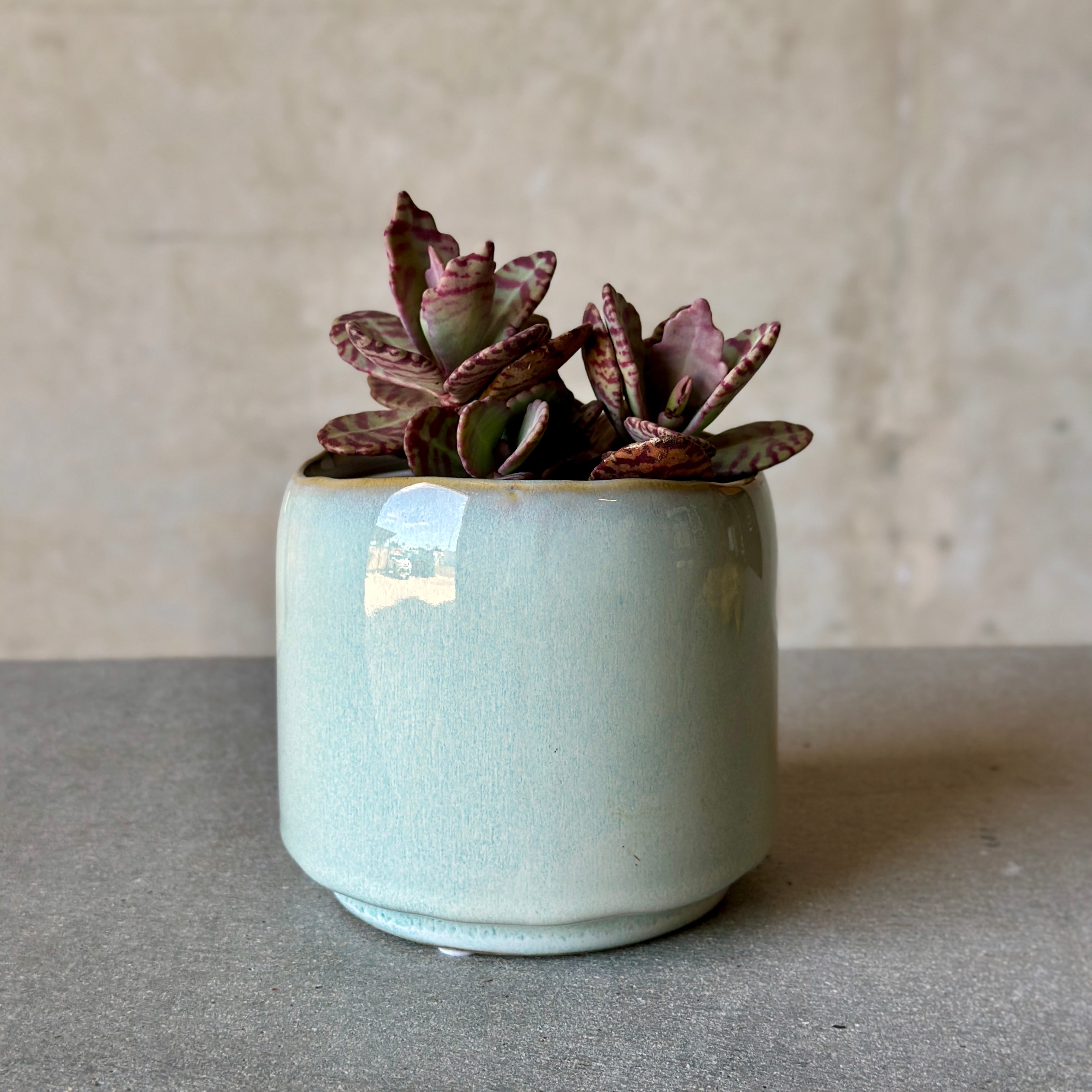 Sky Pot Plant + Chocs