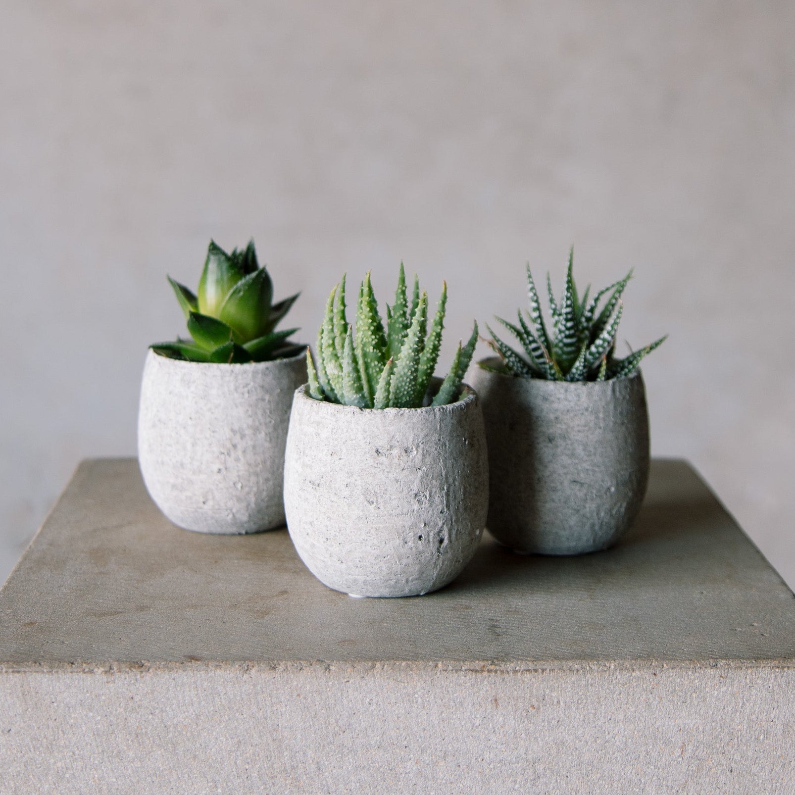 Succulent in Cement Pot