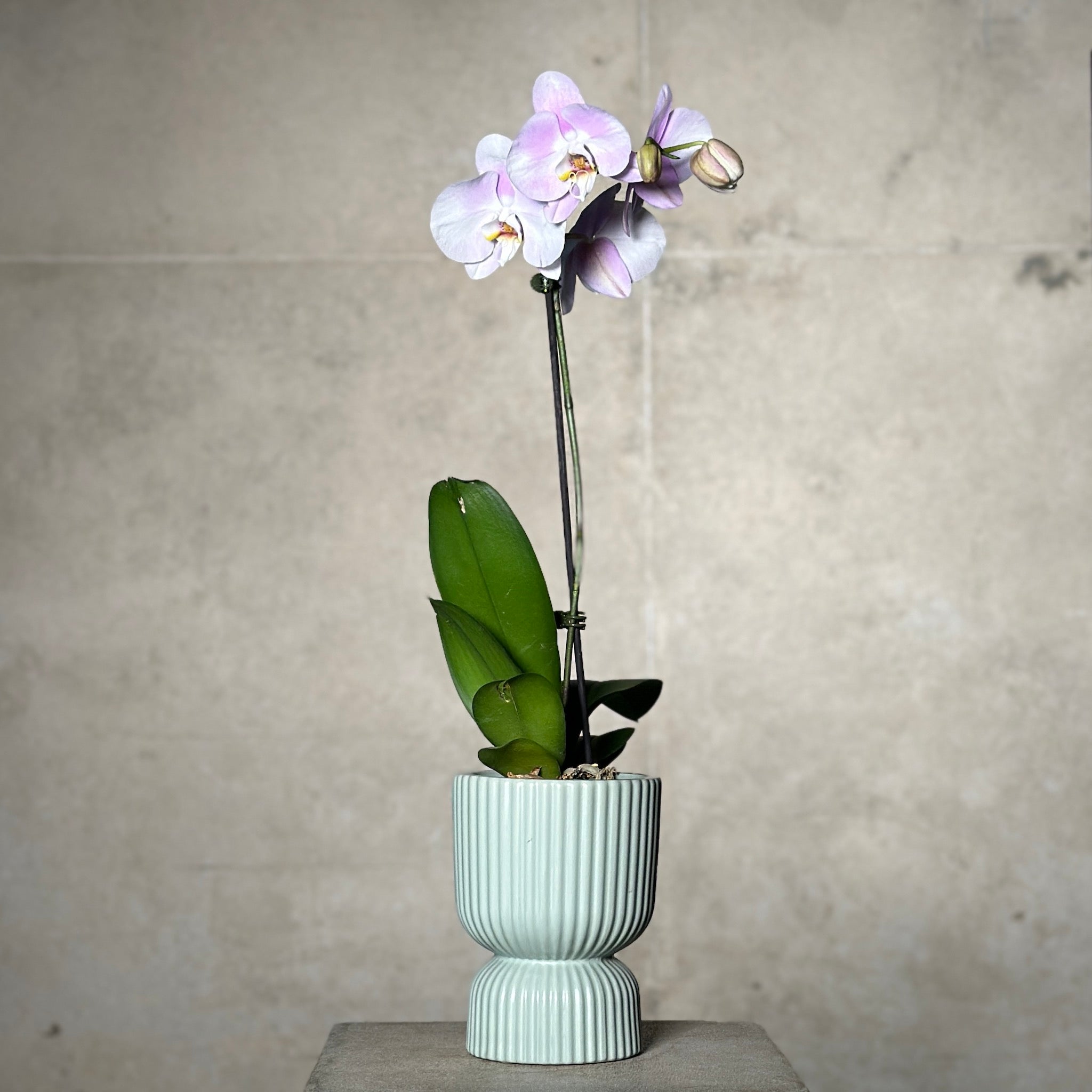 Orchid Planter - Green Planter