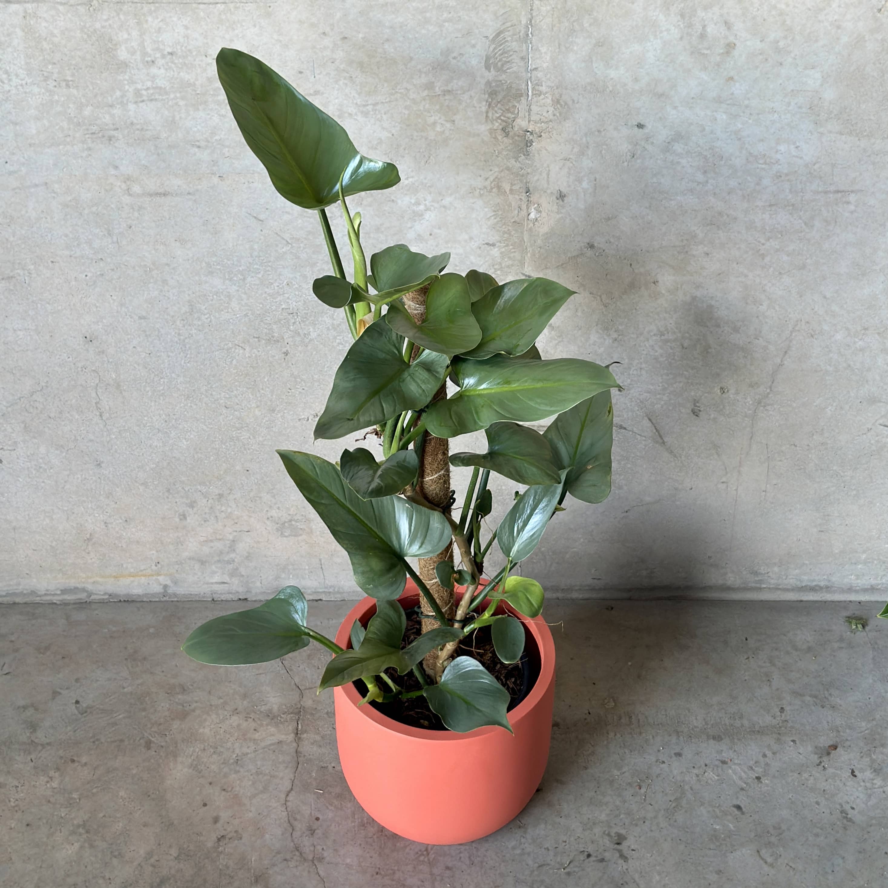 Philodendron Silver Sword Mix n Match Planter (Medium)