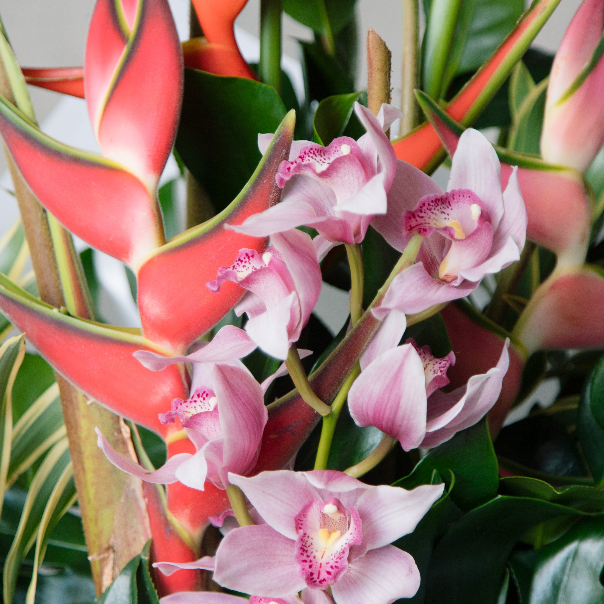 Tropical Flowers - Darwin Florist