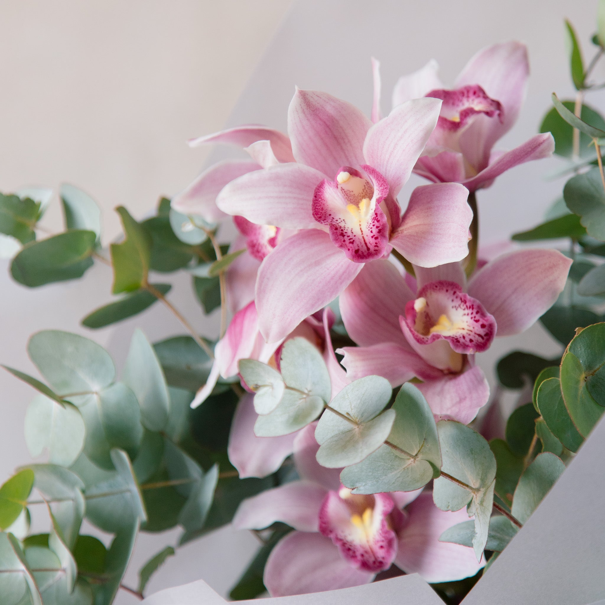 Pink Cymbidium Orchid with Silver Grey Eucalyptus