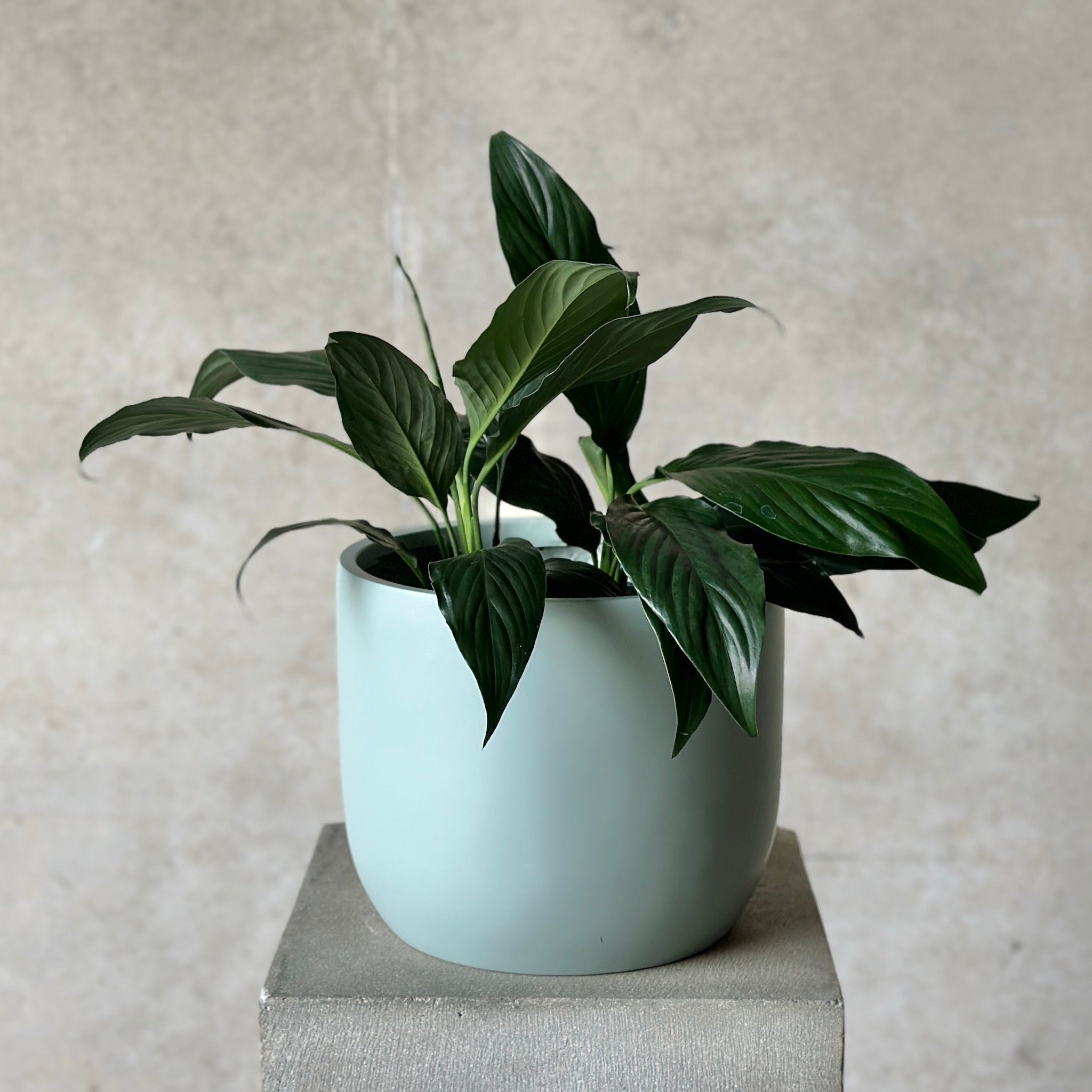 Peace Lily Pot Plant