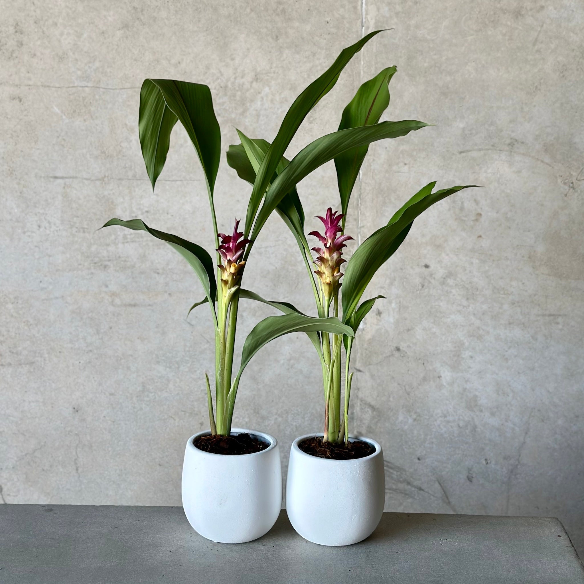 Territory Tulip in White Rogue Pot