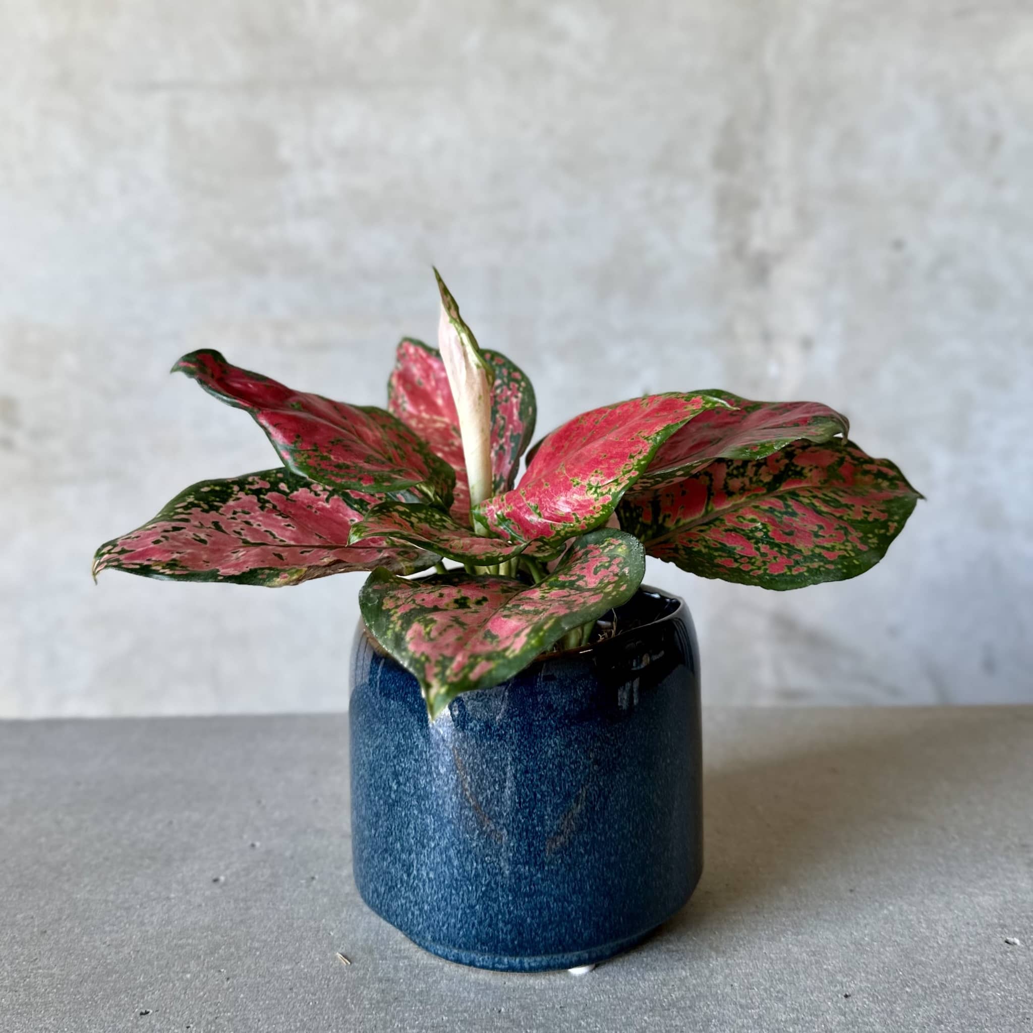 Navy Pot Plant + Candle